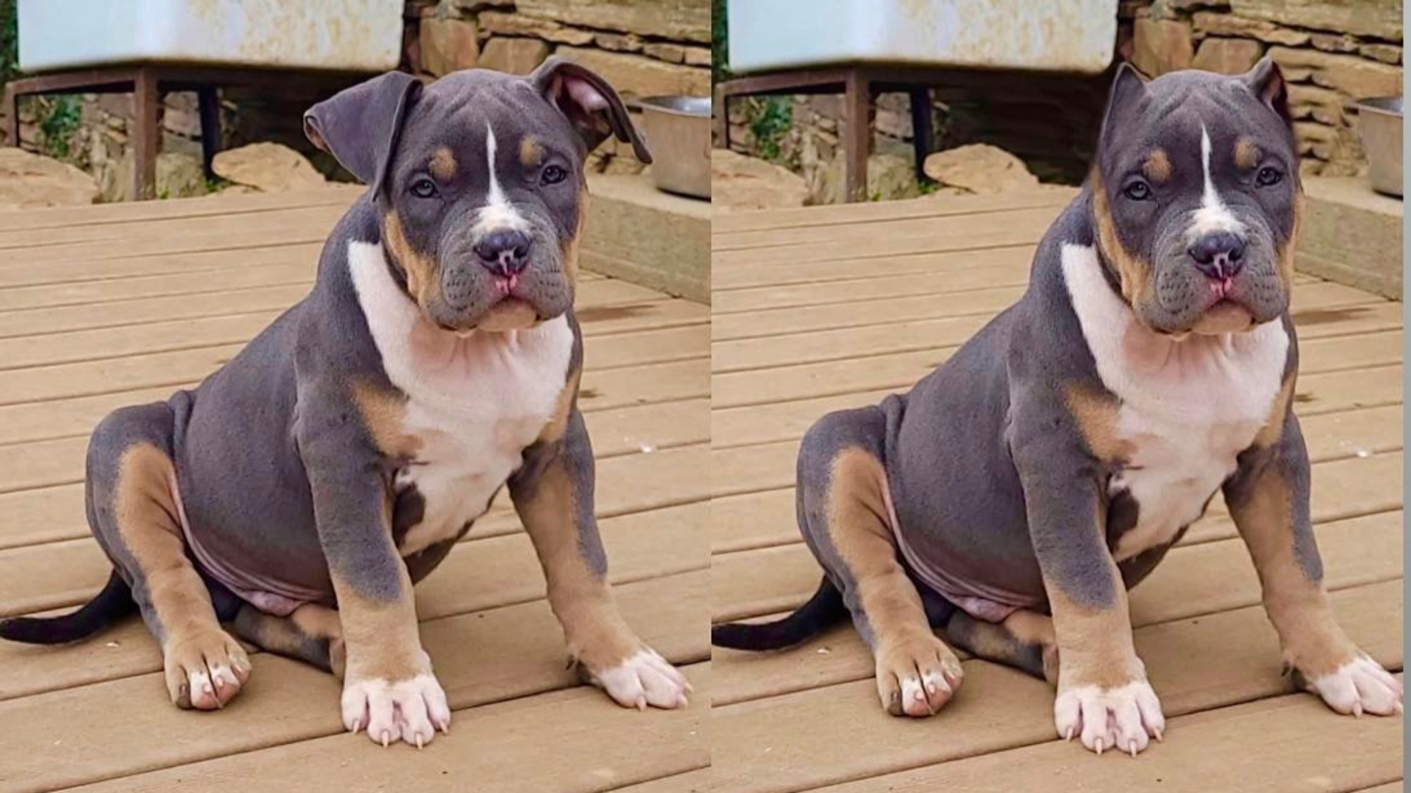 Chiot mâle bully xl trico trico bleu