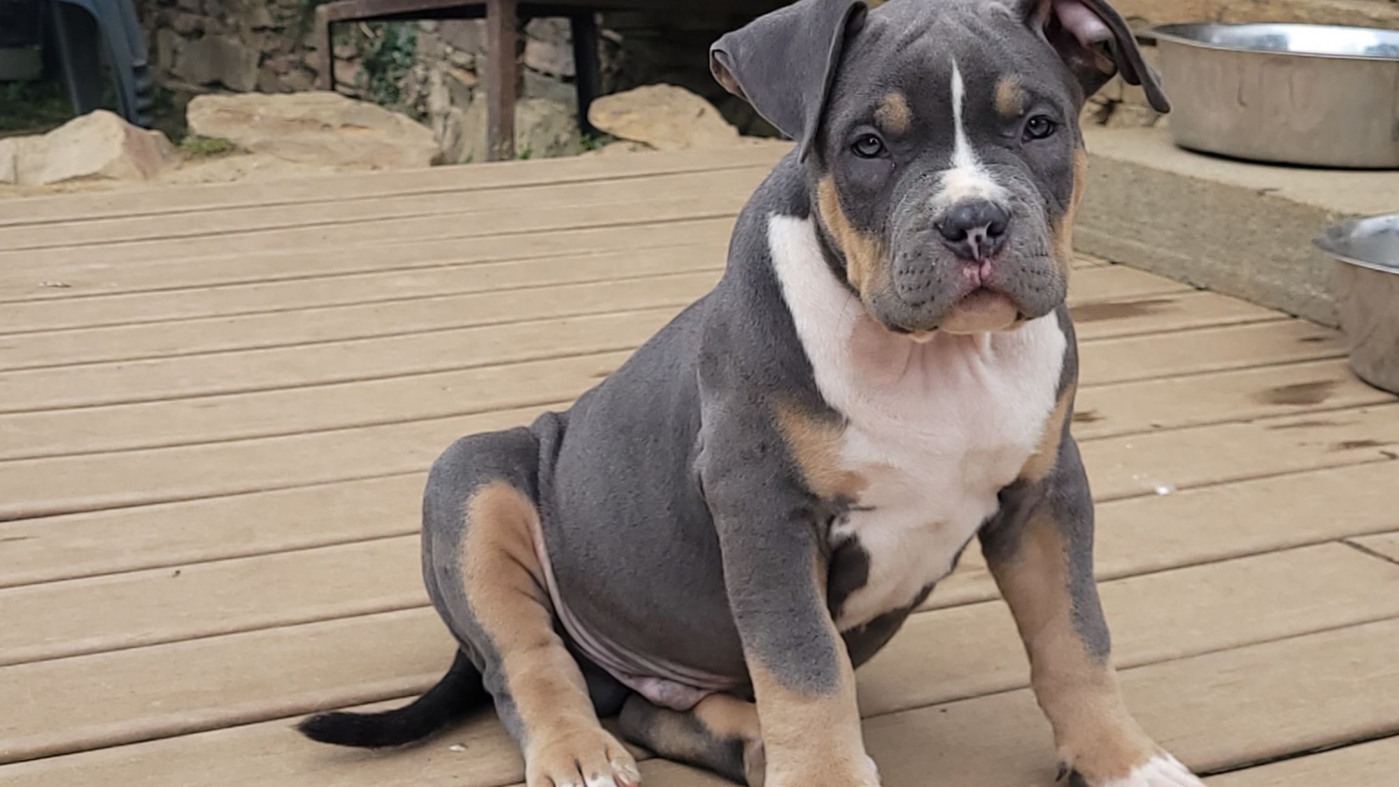 Chiot mâle bully xl trico trico bleu