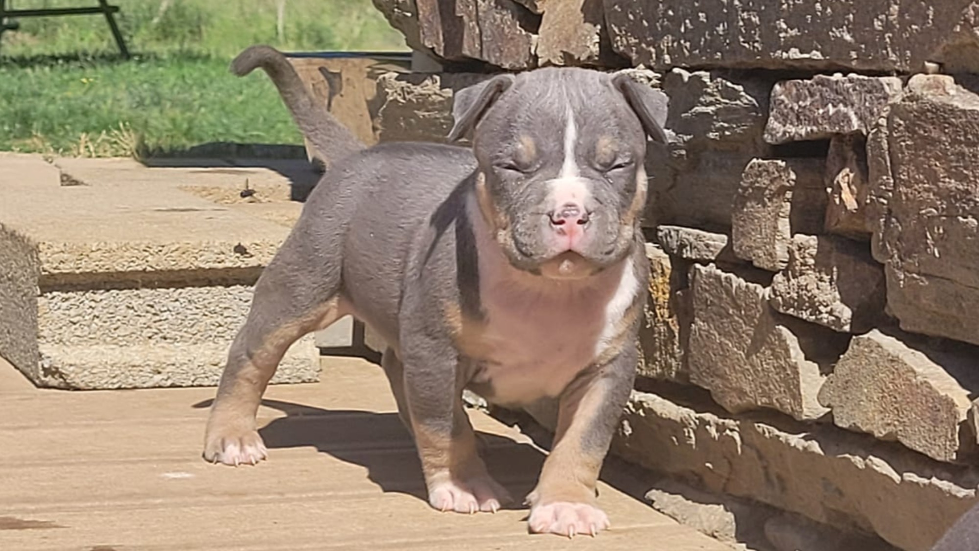 Chiot mâle bully xl trico trico bleu