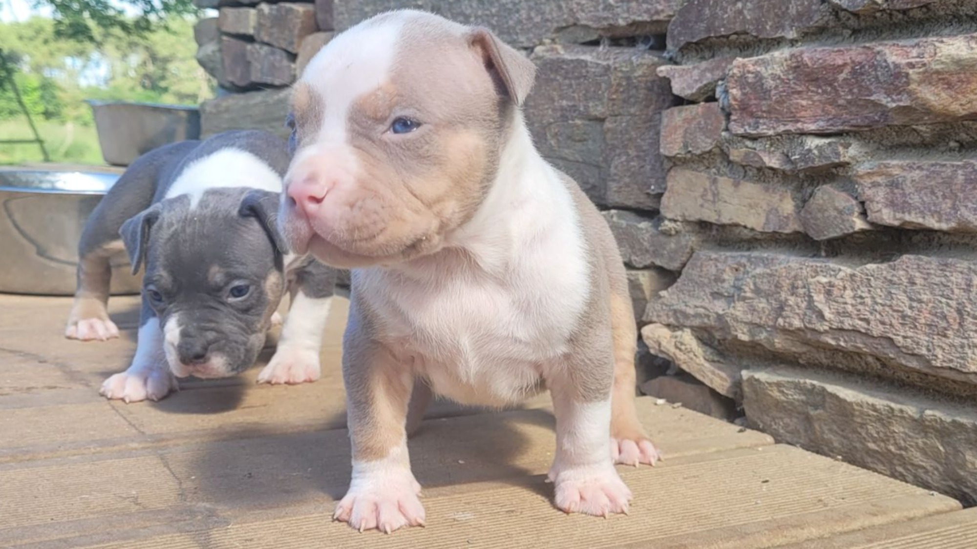 Chiot mâle bully xl trico trico lilac aux yeux bleus