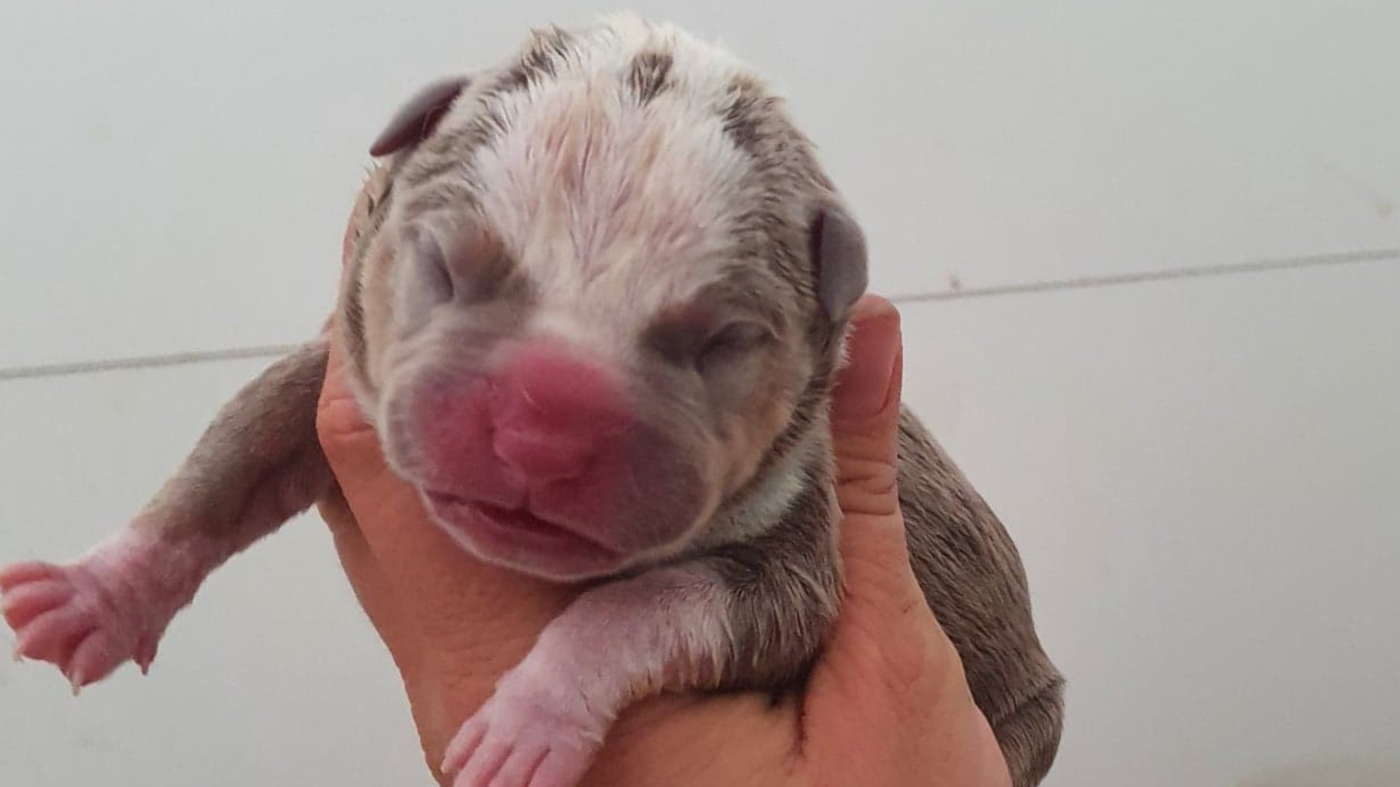 Chiot mâle bully xl trico trico lilac aux yeux bleus