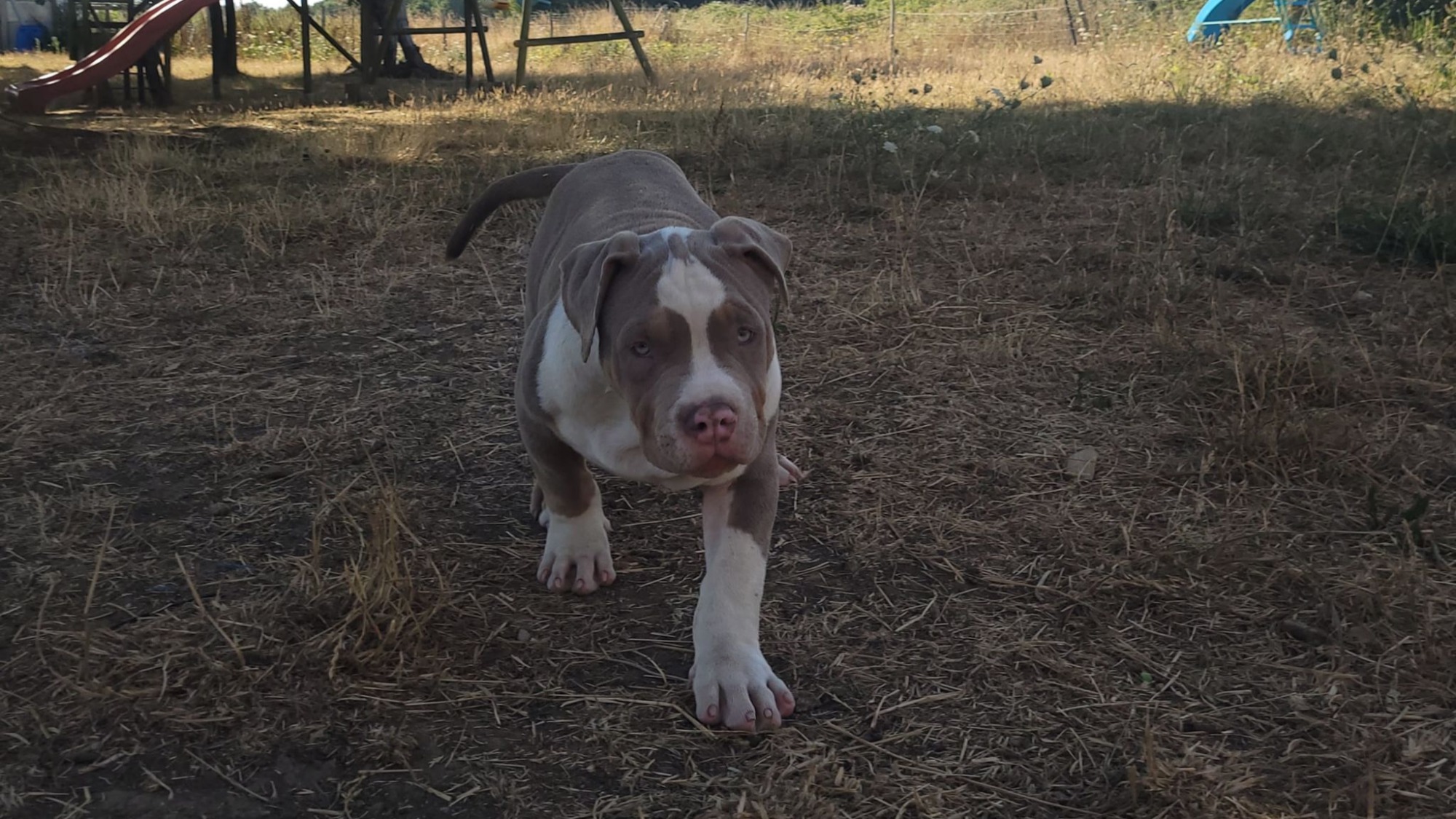 Chiot mâle bully xl trico trico lilac aux yeux bleus