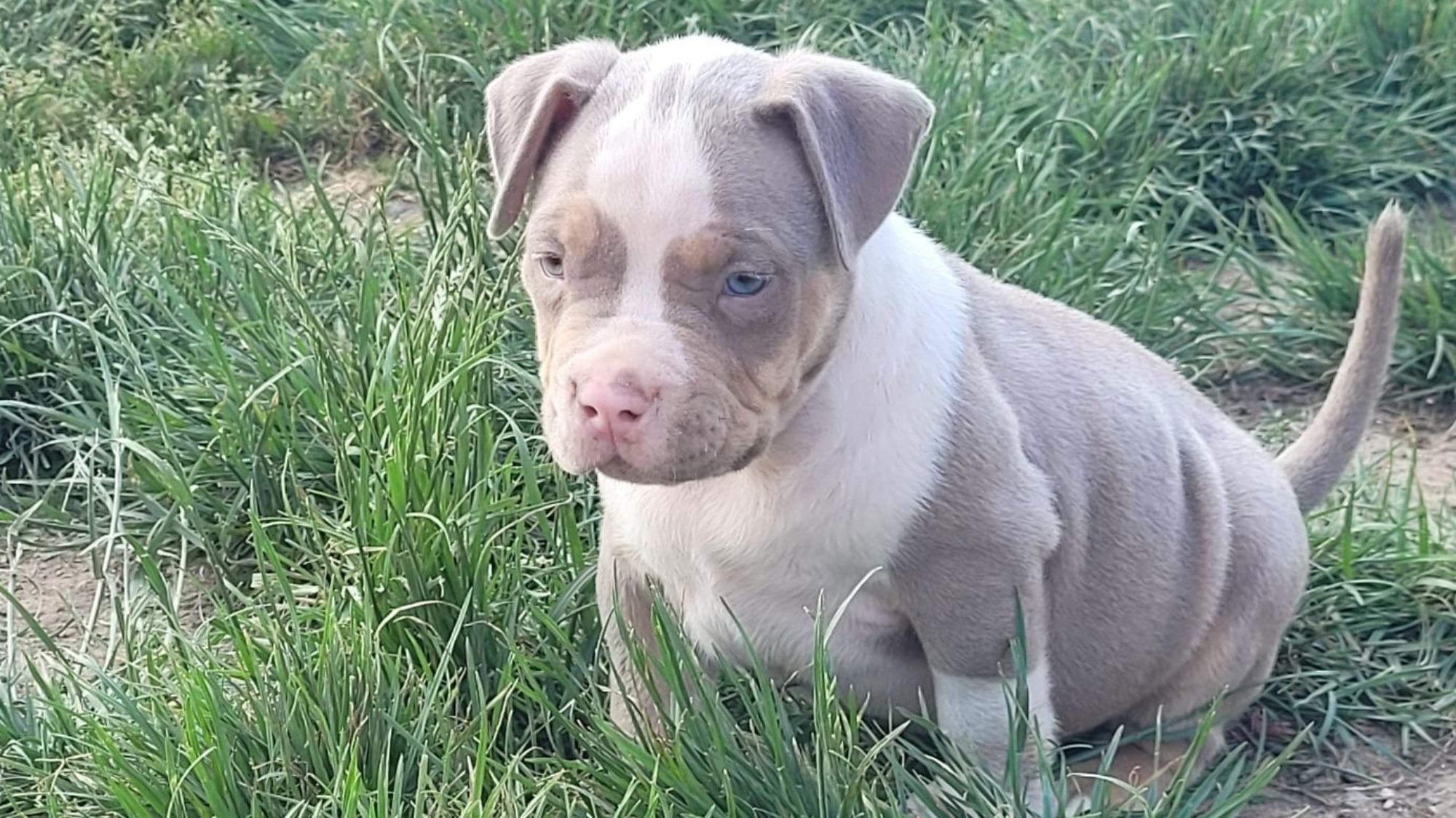 Chiot mâle bully xl trico trico lilac aux yeux bleus