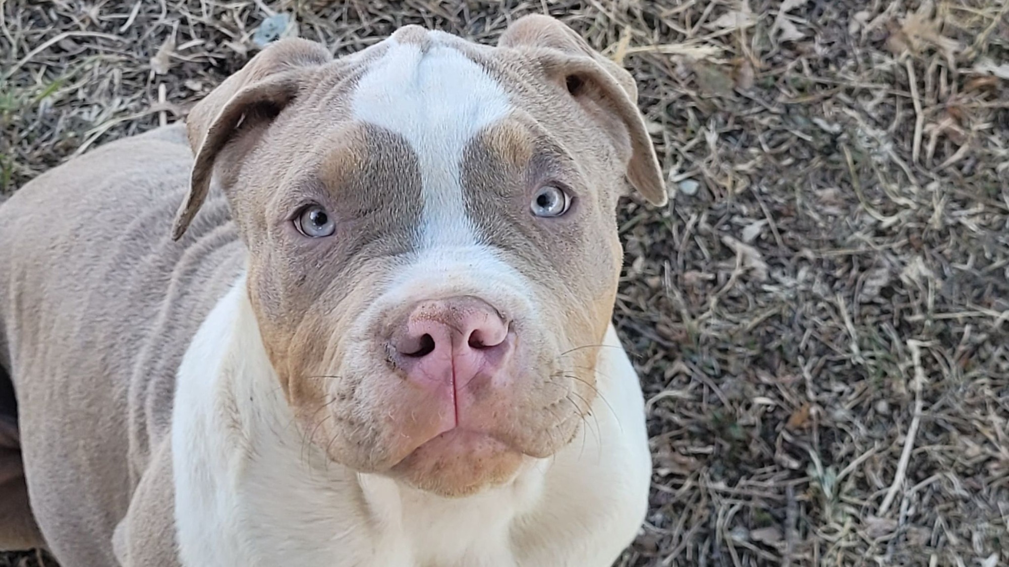 Chiot mâle bully xl trico trico lilac aux yeux bleus