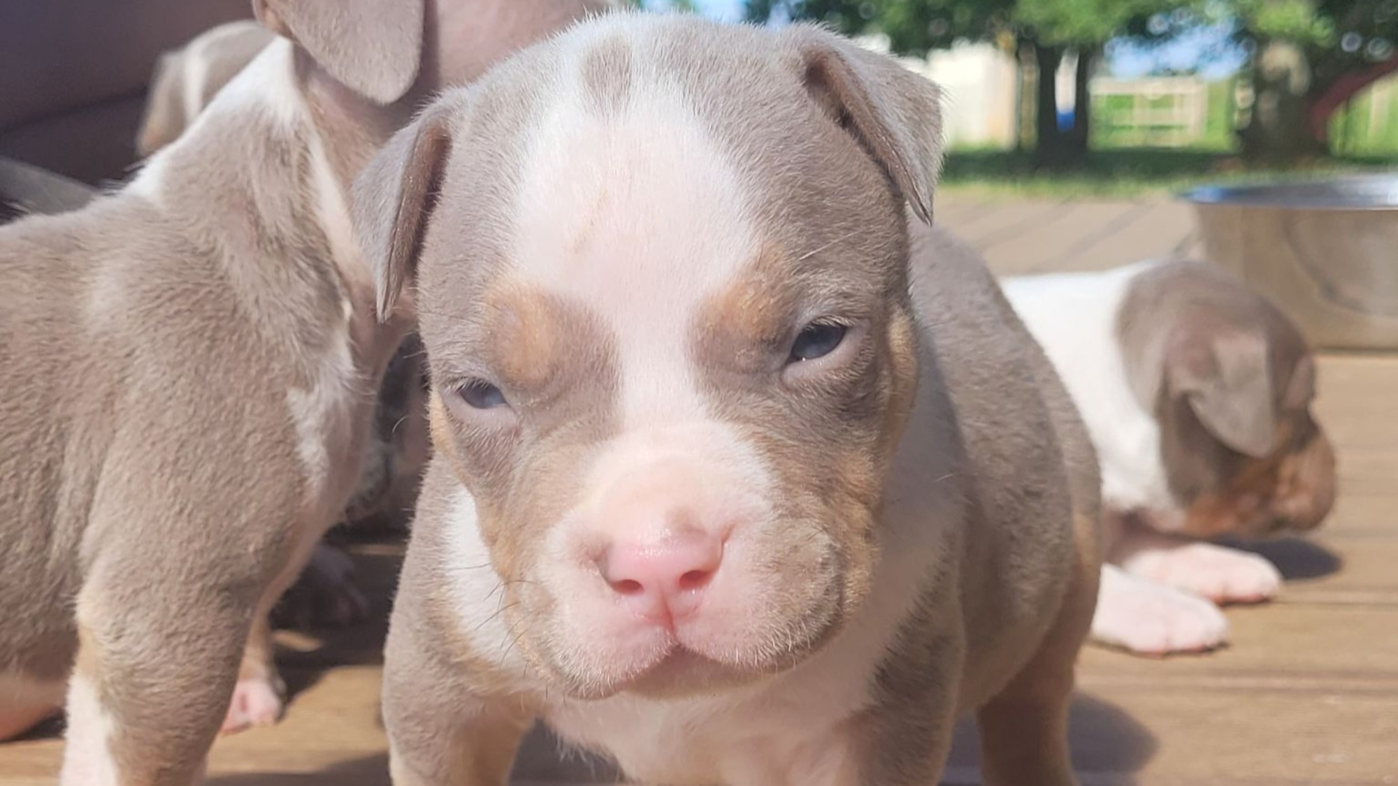 Chiot mâle bully xl trico trico lilac aux yeux bleus