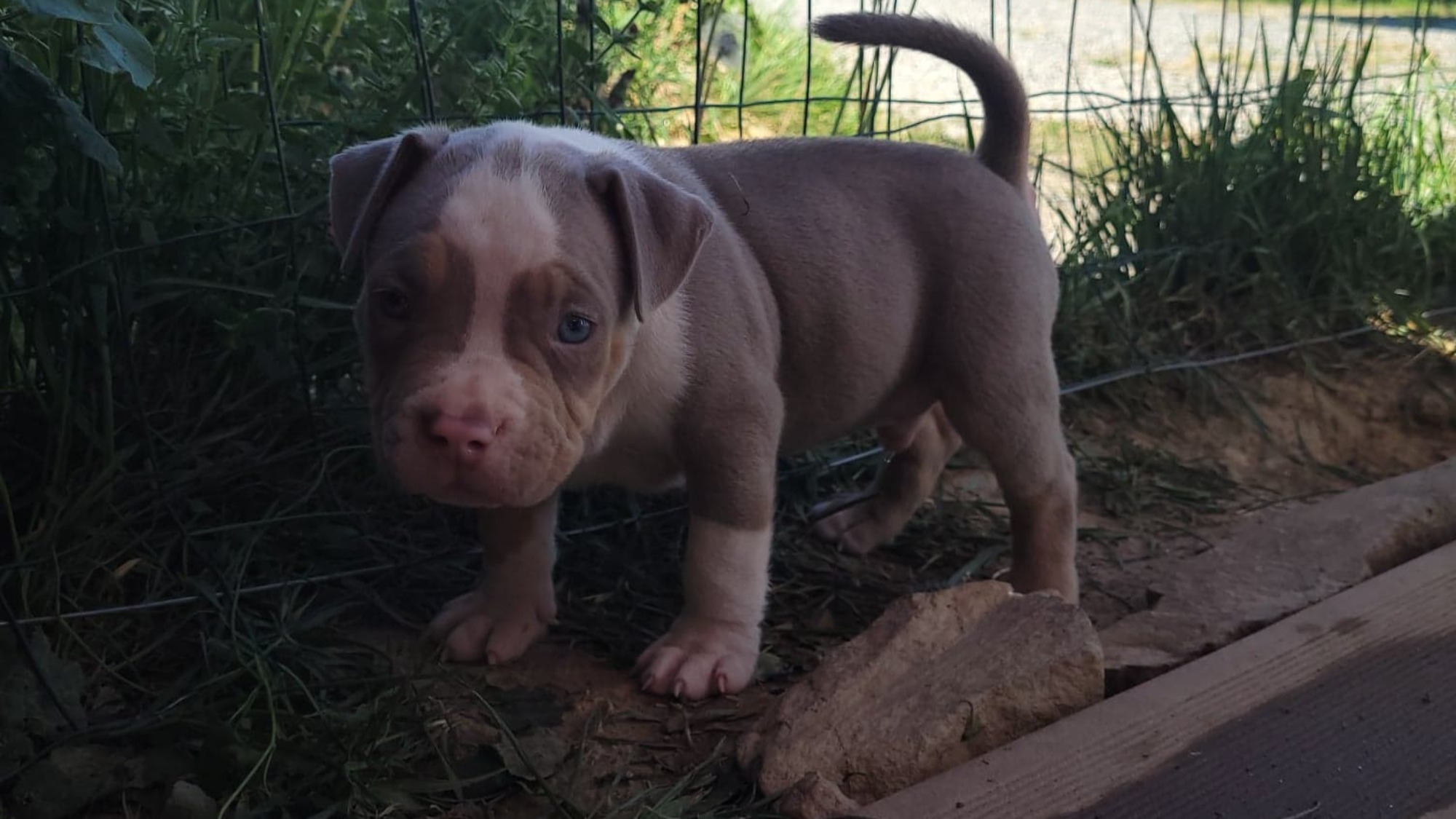 Chiot mâle bully xl trico trico lilac aux yeux bleus