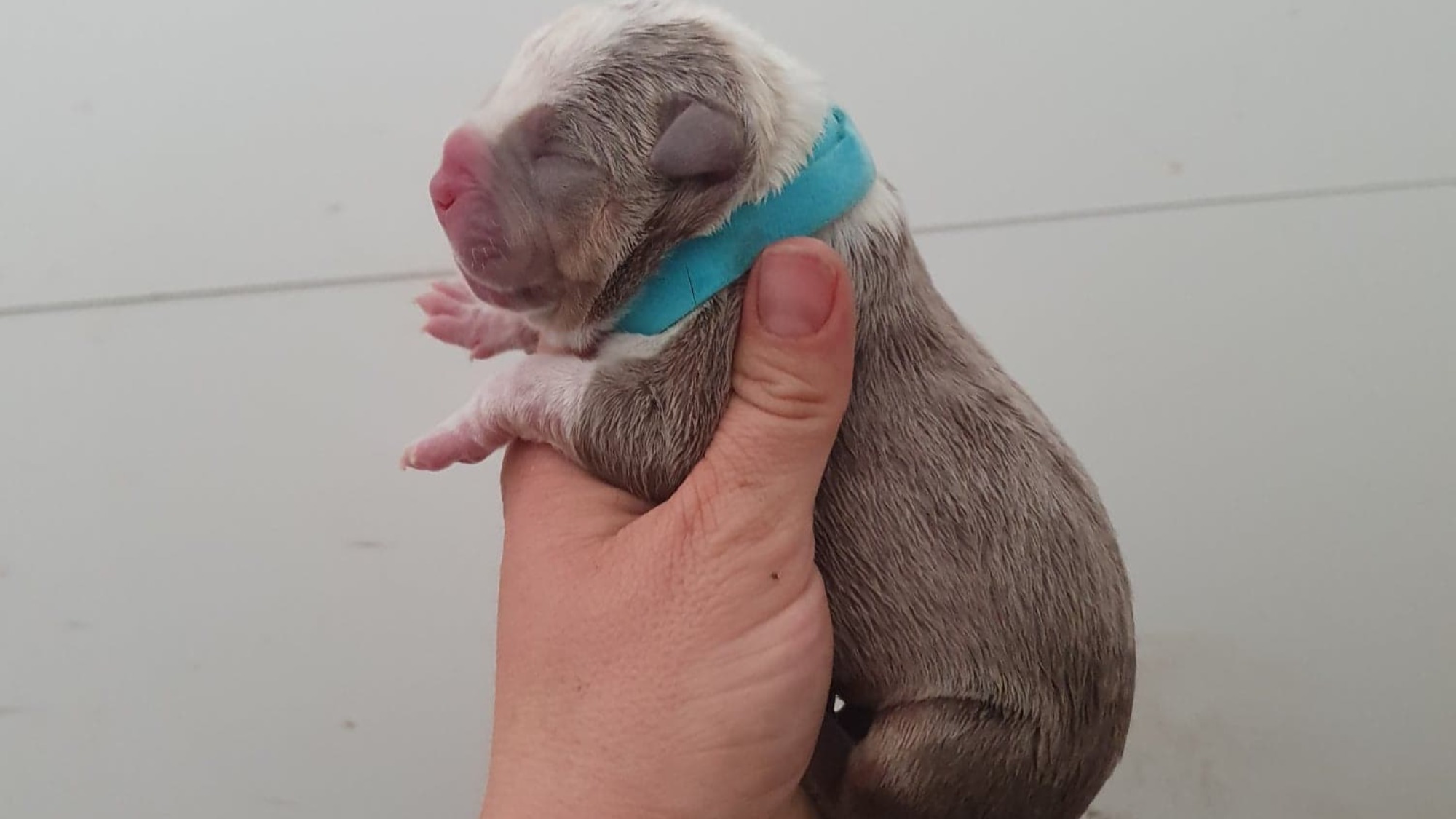 Chiot mâle bully xl trico trico lilac aux yeux bleus