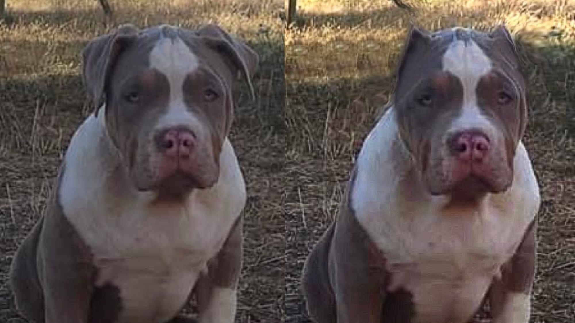 Chiot mâle bully xl trico trico lilac aux yeux bleus