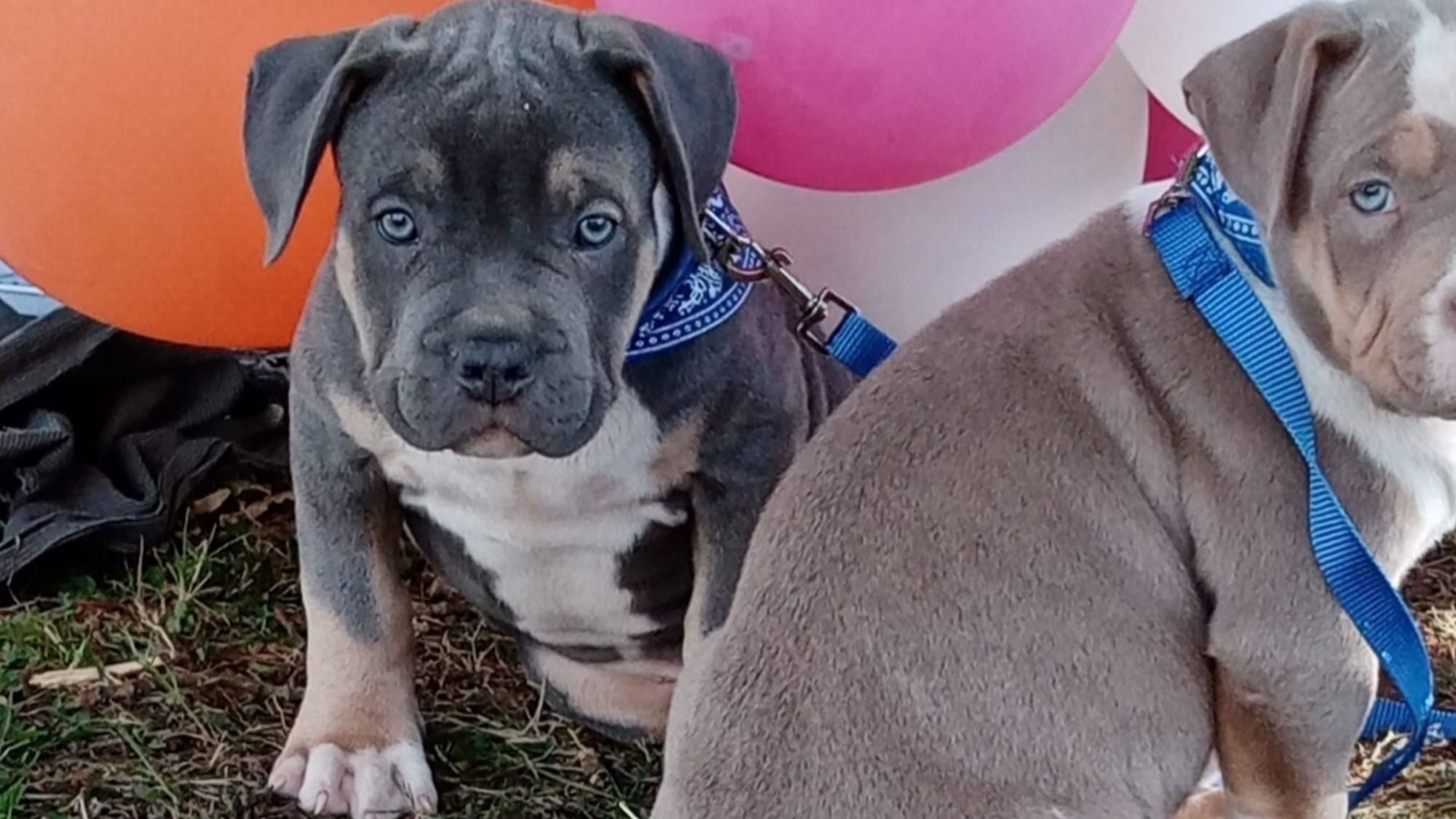 Chiot mâle bully xl trico trico bleu aux yeux bleu-gris