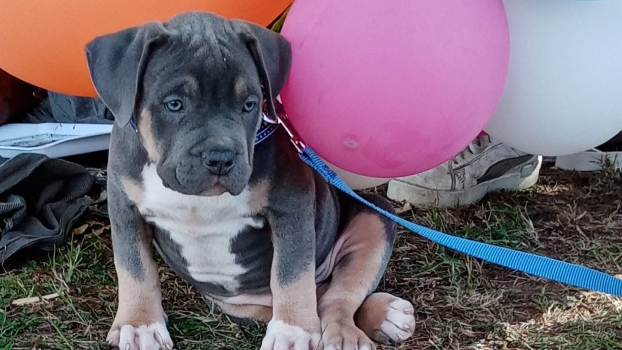 Chiot mâle bully xl trico trico bleu aux yeux bleu-gris