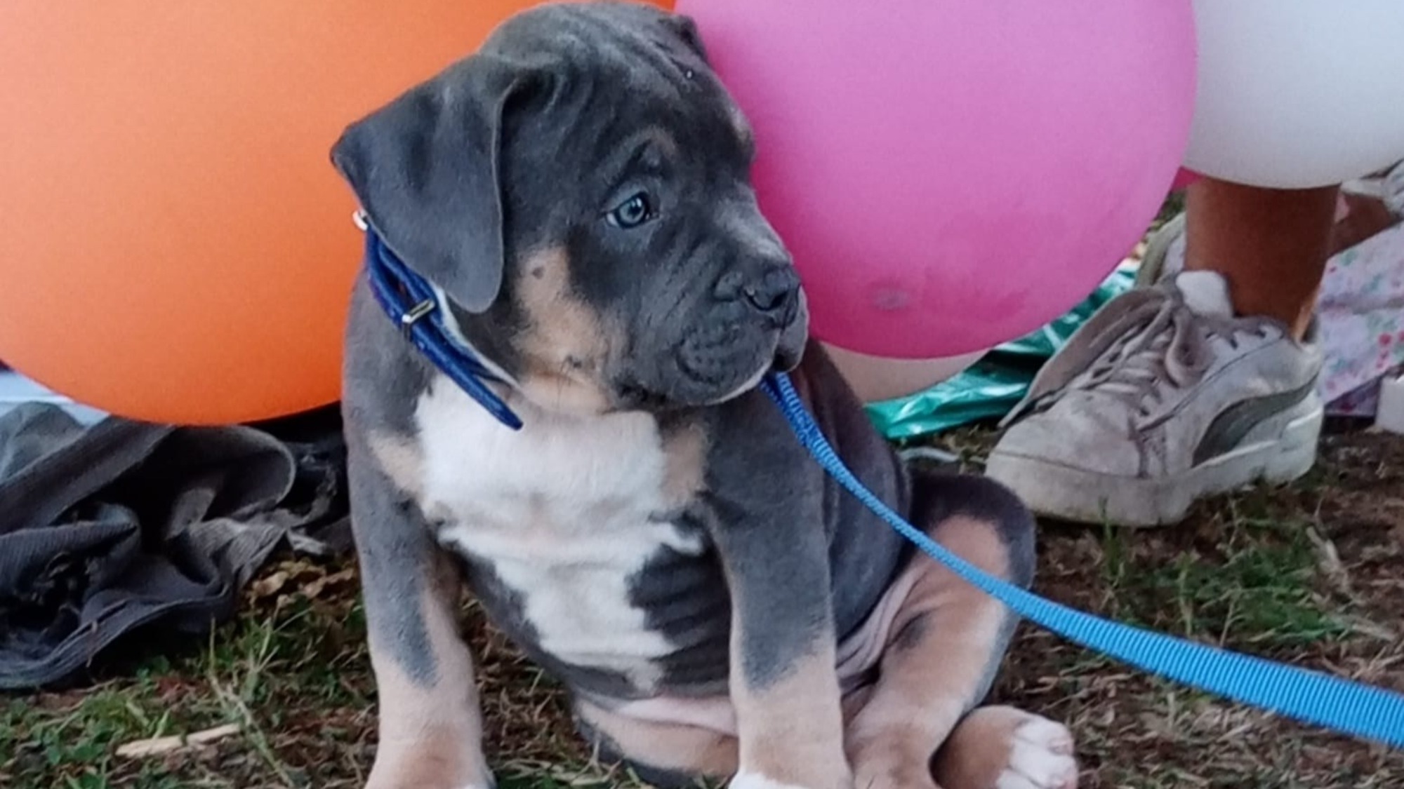 Chiot mâle bully xl trico trico bleu aux yeux bleu-gris