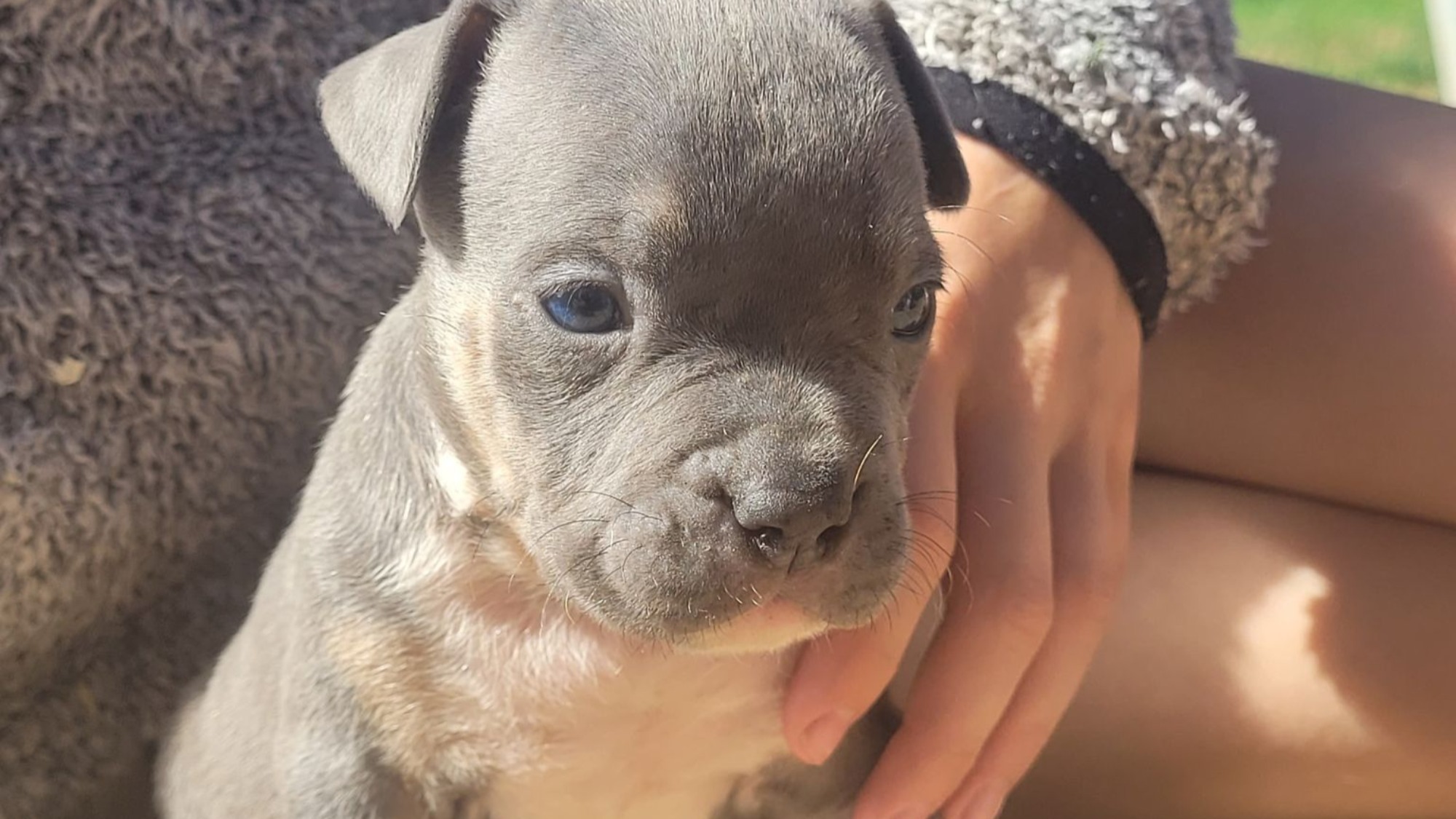 Chiot mâle bully xl trico trico bleu aux yeux bleu-gris