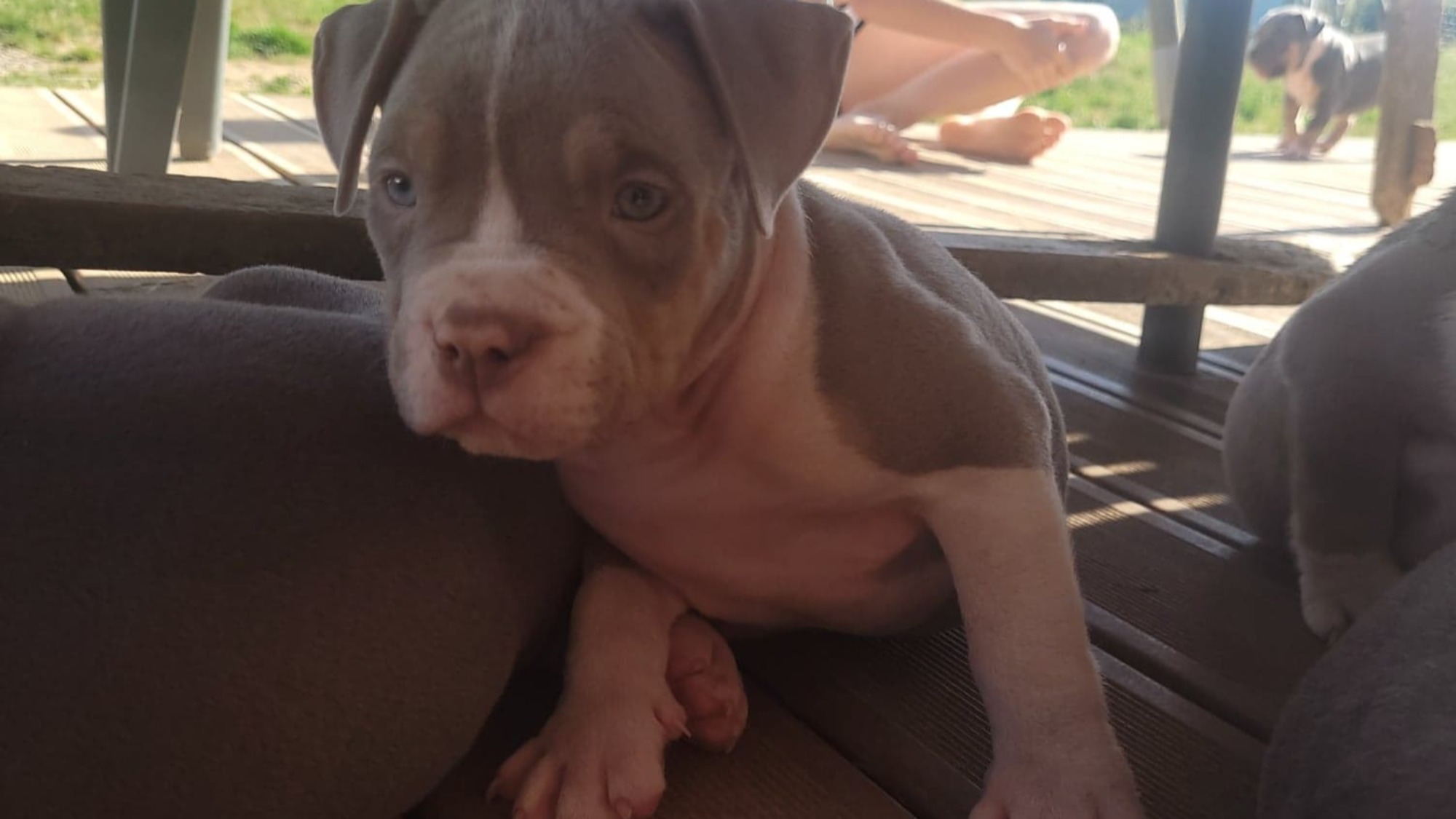 Chiot mâle bully xl trico trico lilac aux yeux bleus