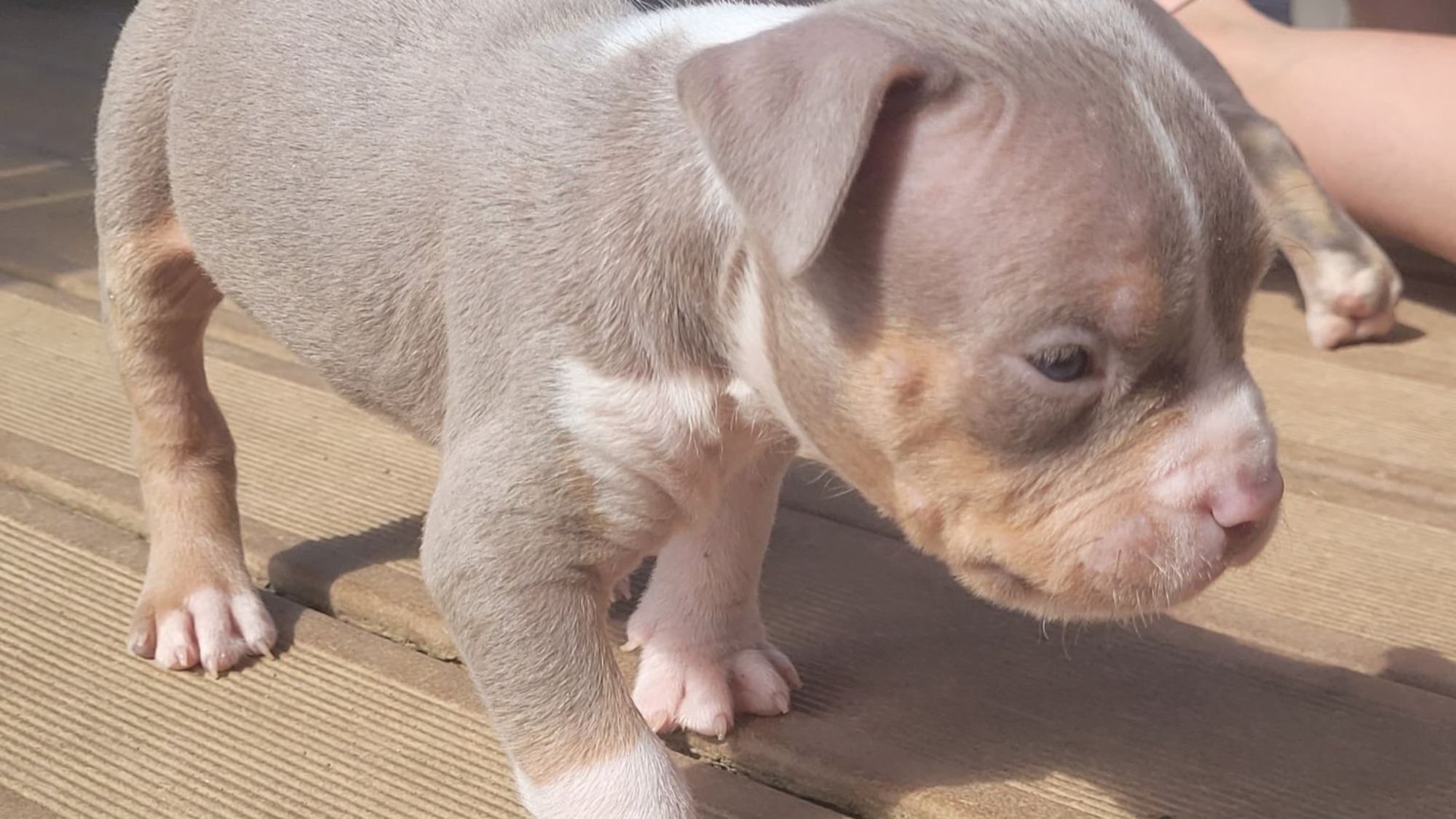 Chiot mâle bully xl trico trico lilac aux yeux bleus