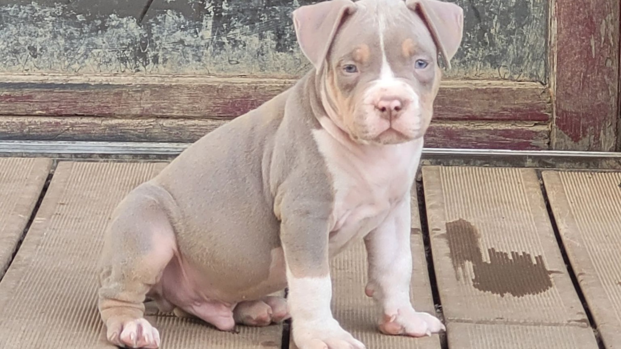 Chiot mâle bully xl trico trico lilac aux yeux bleus