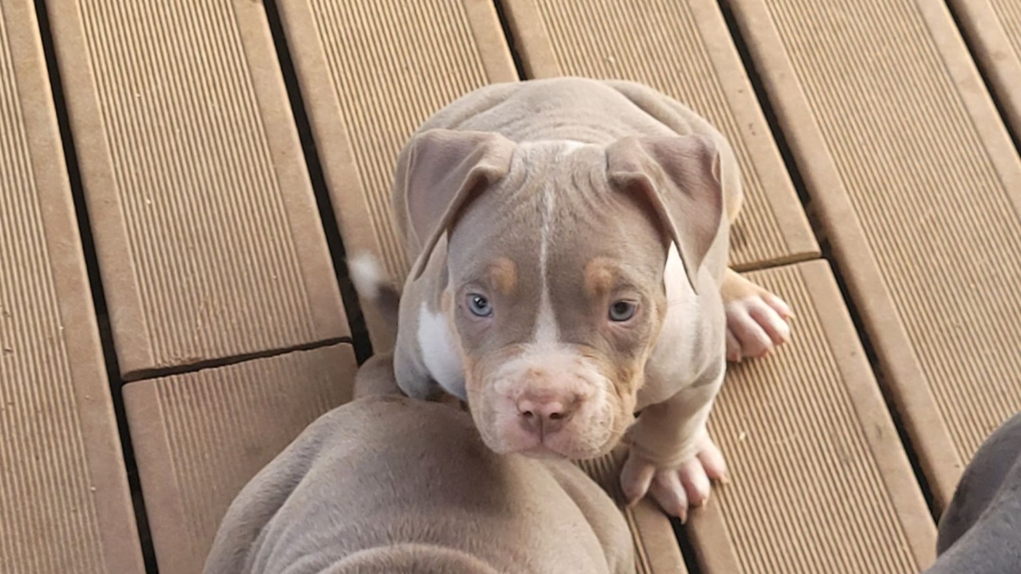 Chiot mâle bully xl trico trico lilac aux yeux bleus