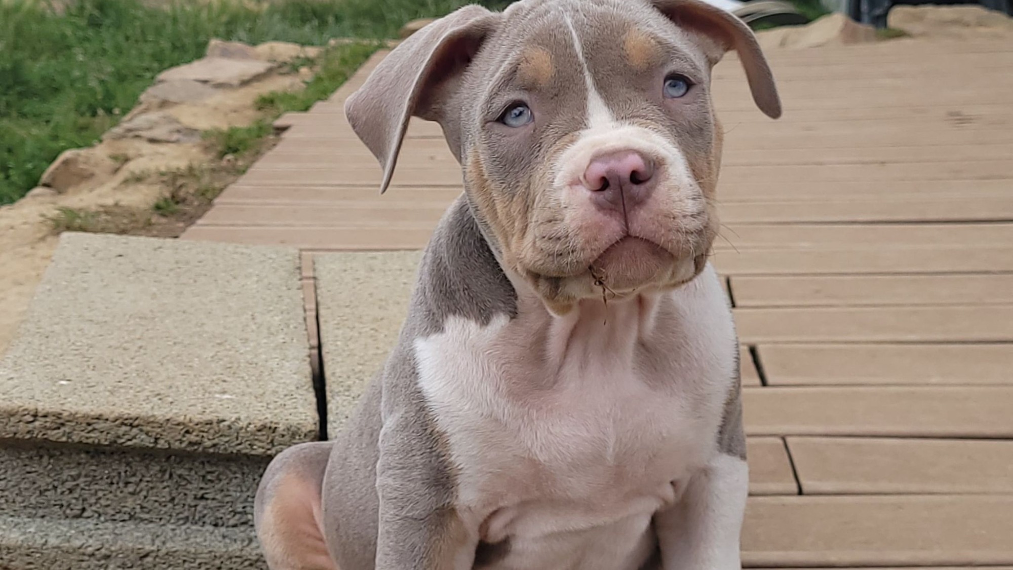 Chiot mâle bully xl trico trico lilac aux yeux bleus