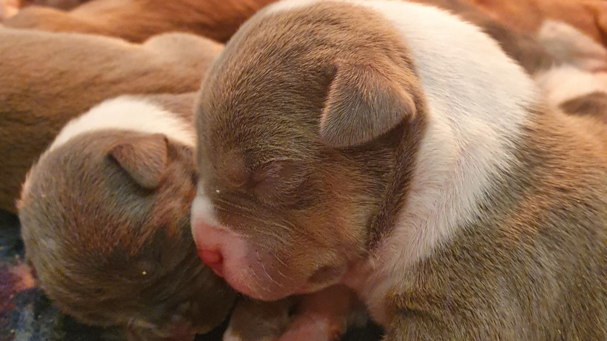 Chiot mâle bully xl trico trico lilac aux yeux bleus