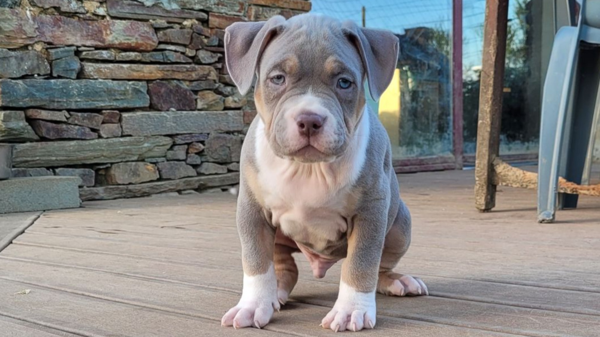 Chiot mâle bully xl trico trico lilac aux yeux bleus