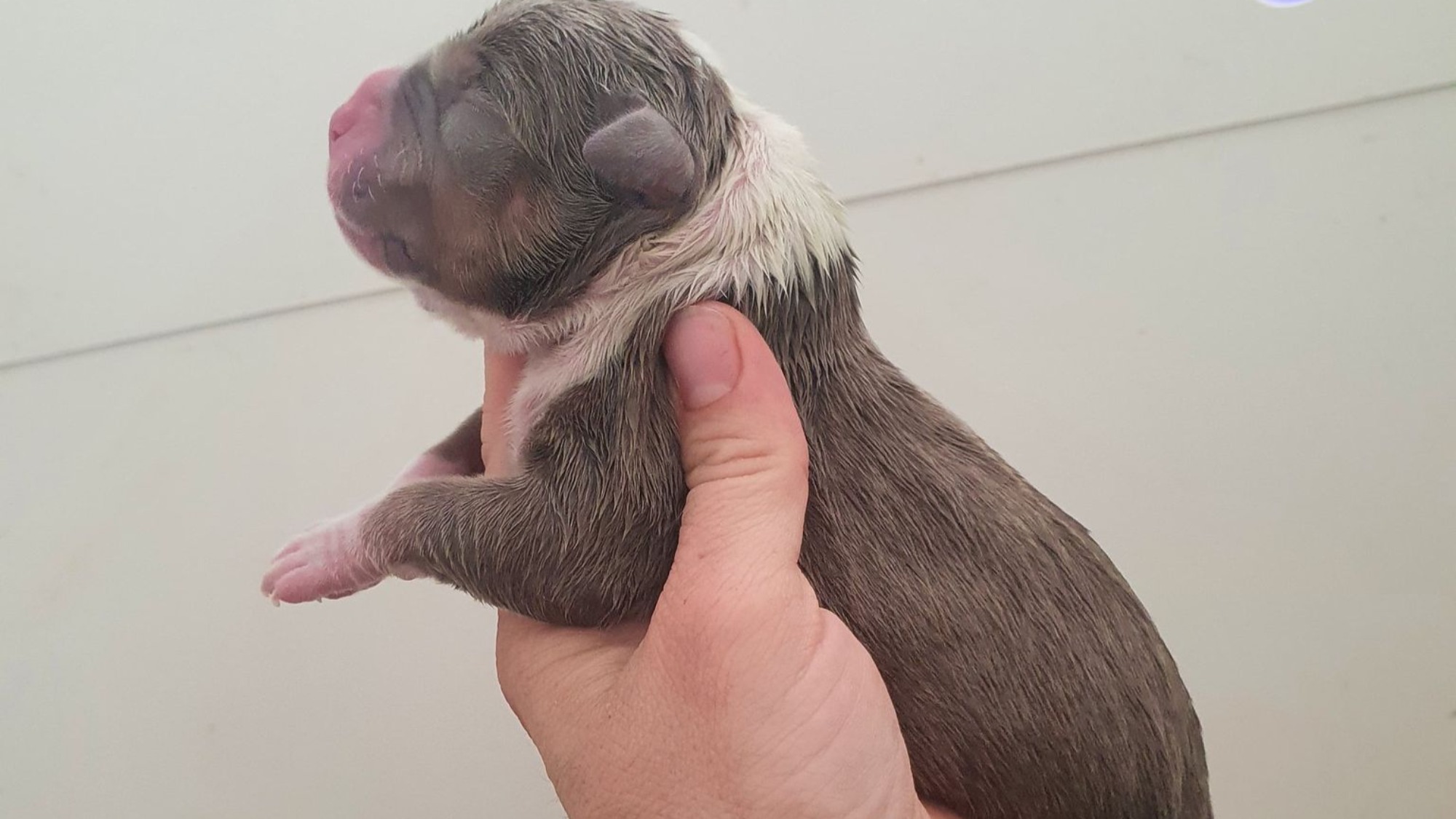 Chiot mâle bully xl trico trico lilac aux yeux bleus