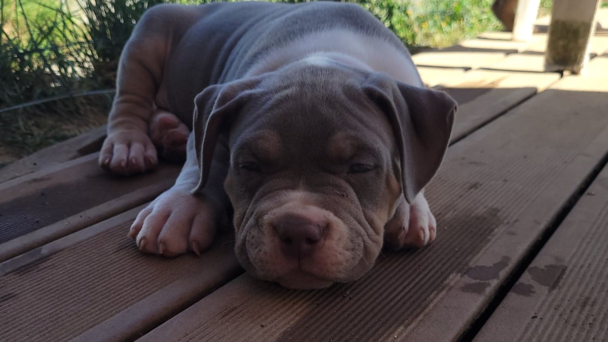 Chiot mâle bully xl trico trico lilac aux yeux bleus