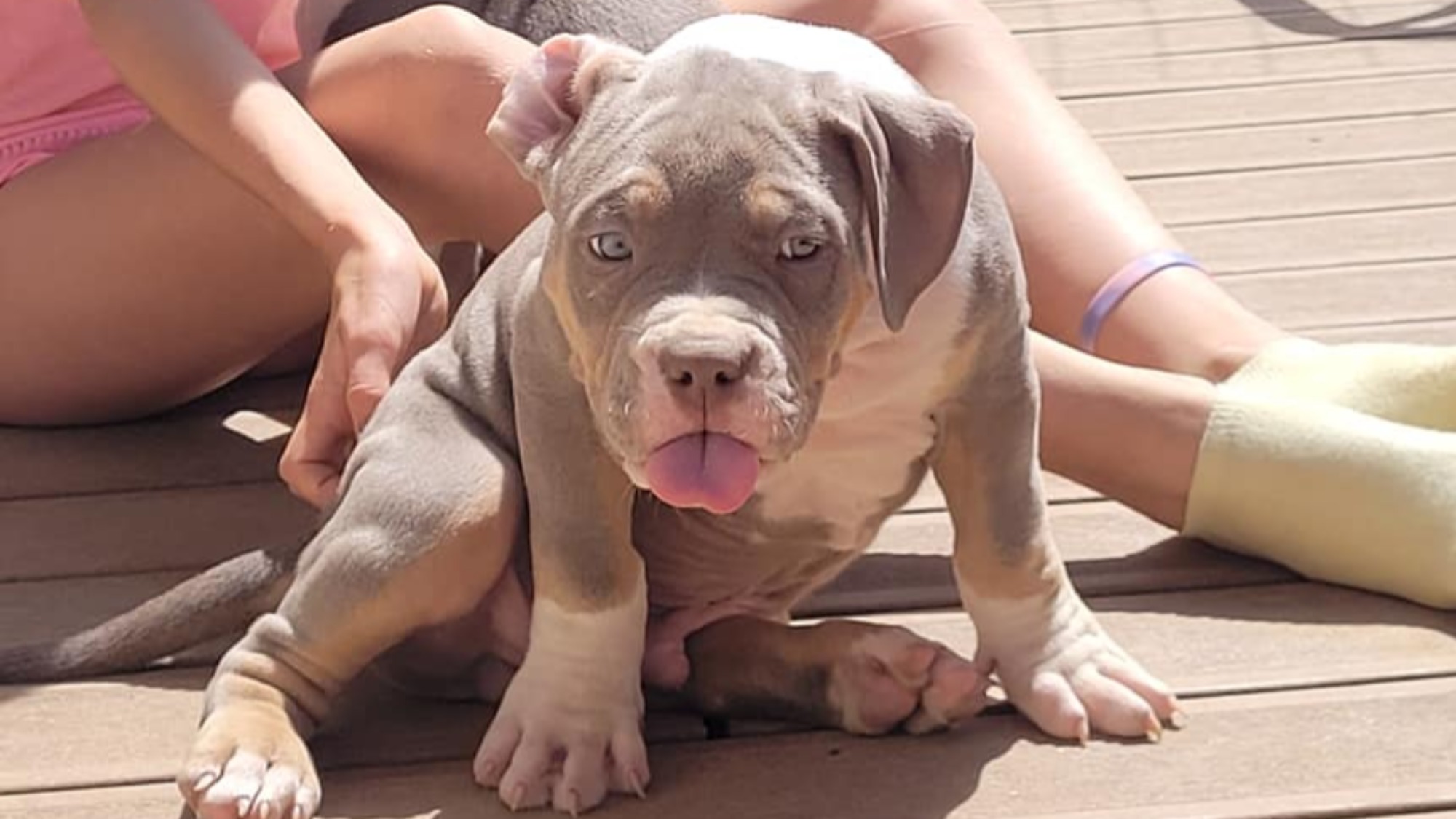 Chiot mâle bully xl trico trico lilac aux yeux bleus