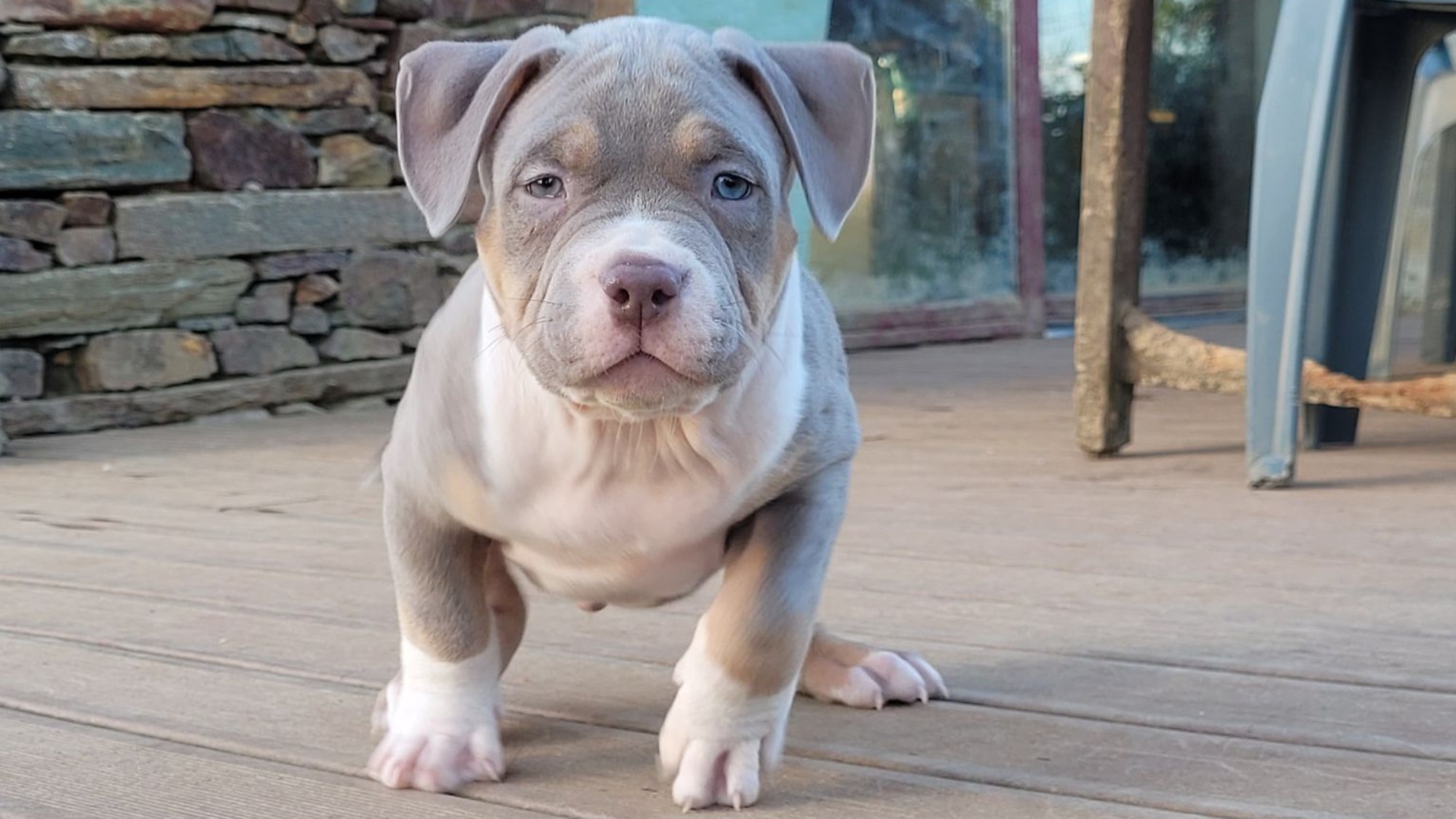 Chiot mâle bully xl trico trico lilac aux yeux bleus