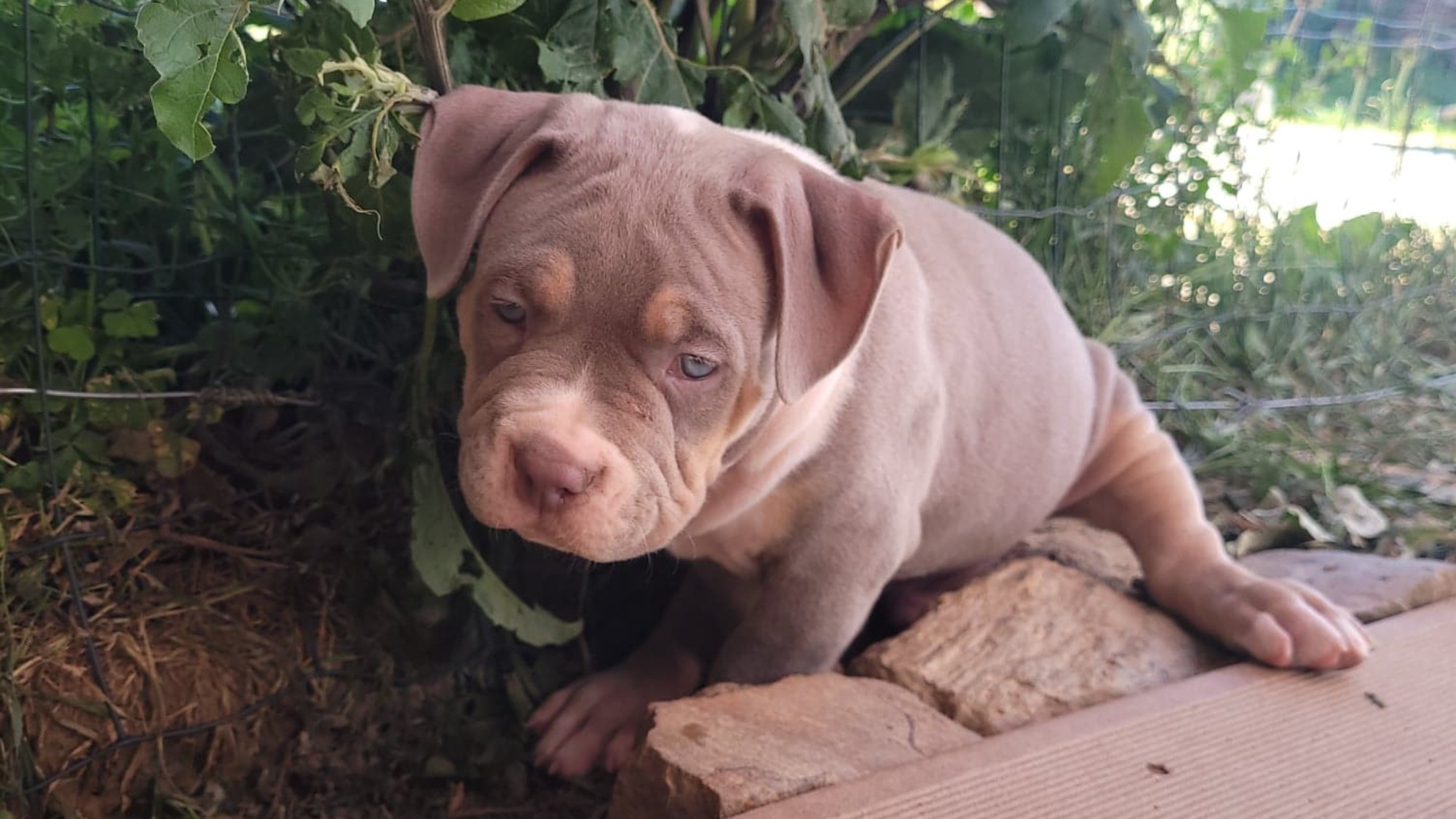 Chiot mâle bully xl trico trico lilac aux yeux bleus