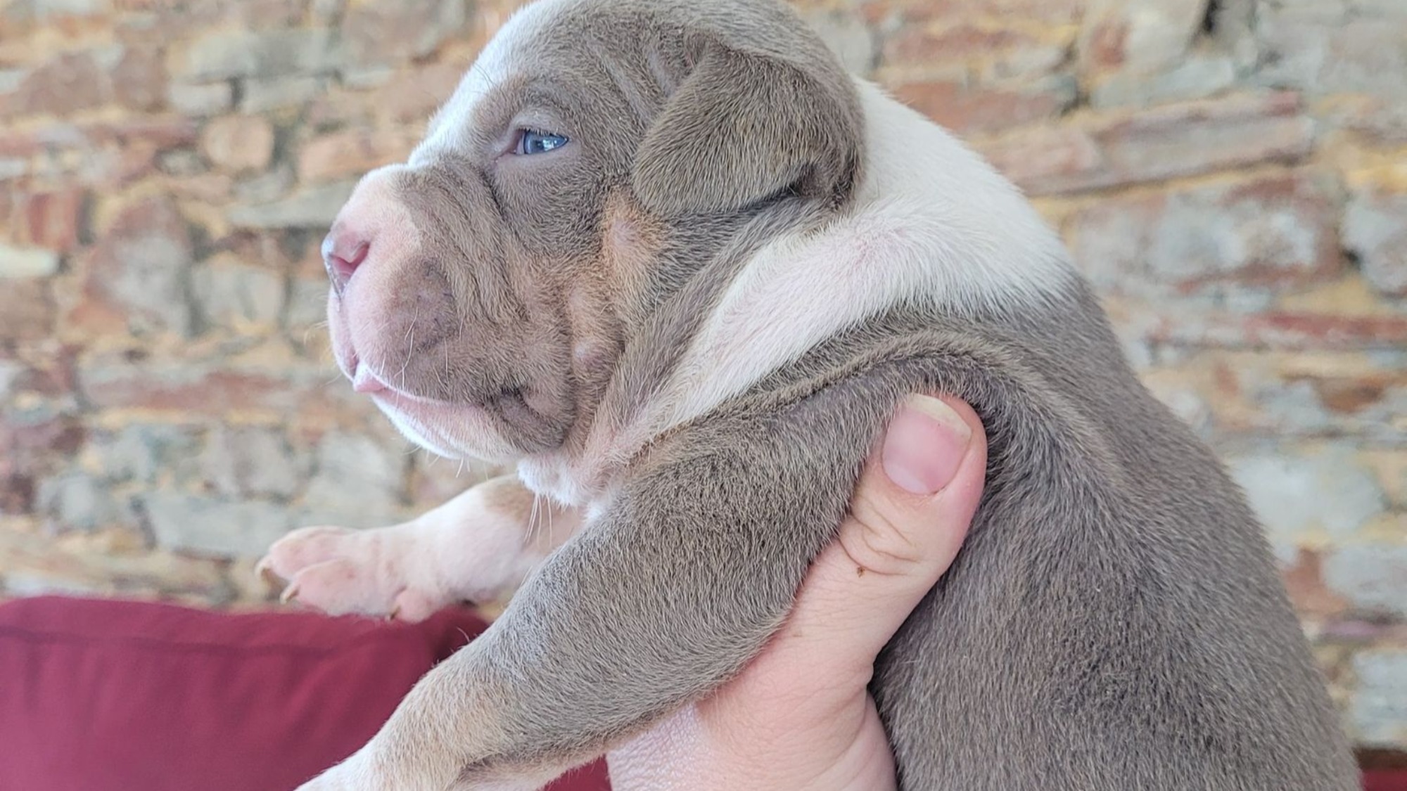 Chiot mâle bully xl trico trico lilac aux yeux bleus