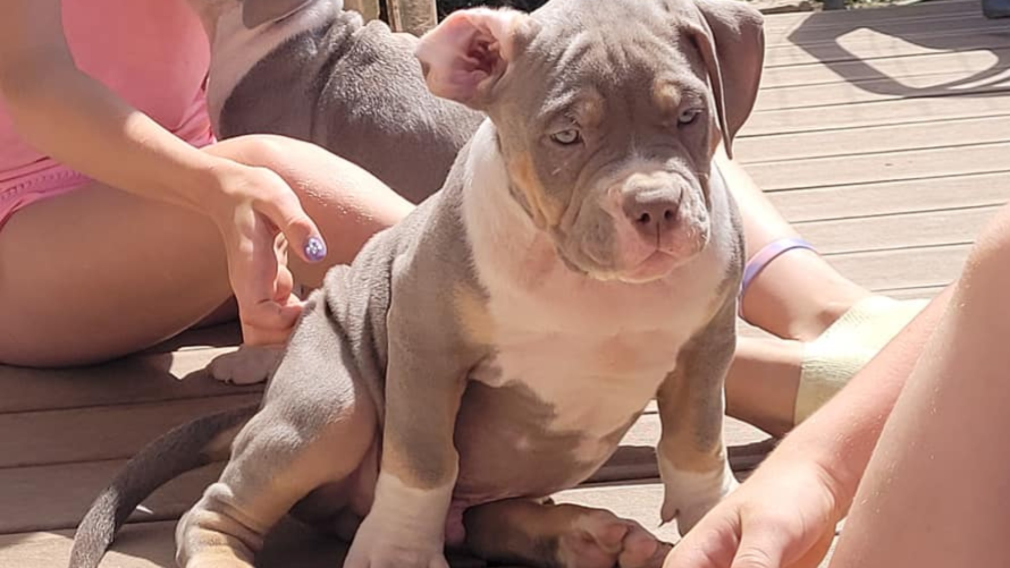 Chiot mâle bully xl trico trico lilac aux yeux bleus