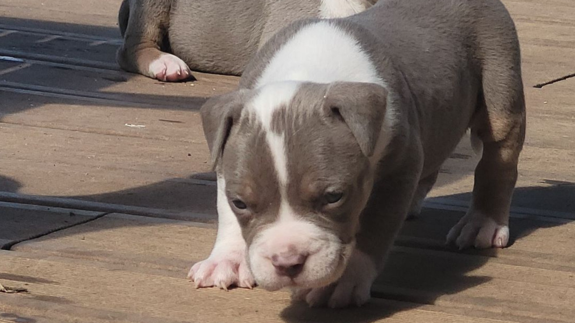 Chiot mâle bully xl trico trico lilac aux yeux bleus