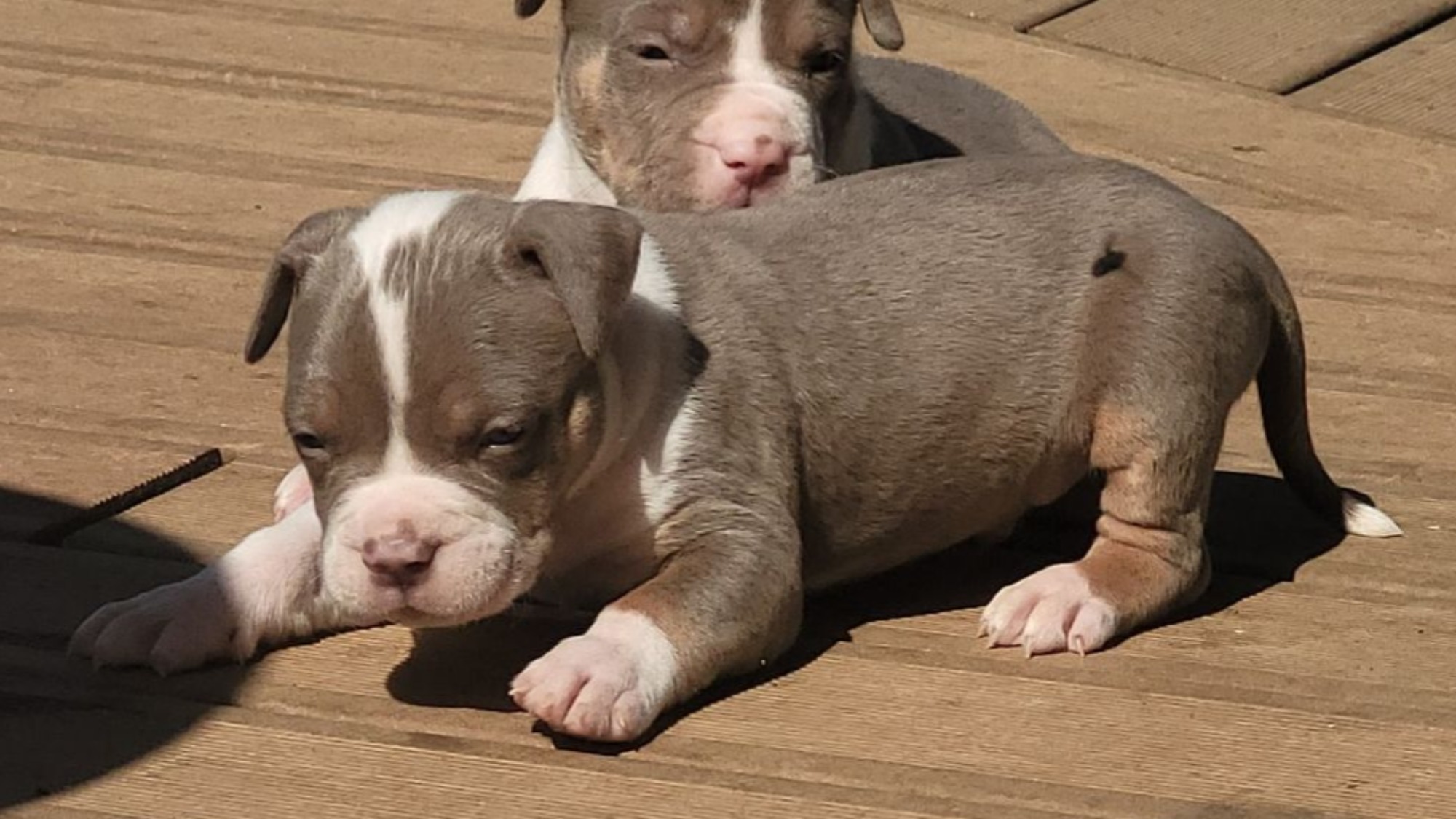 Chiot mâle bully xl trico trico lilac aux yeux bleus