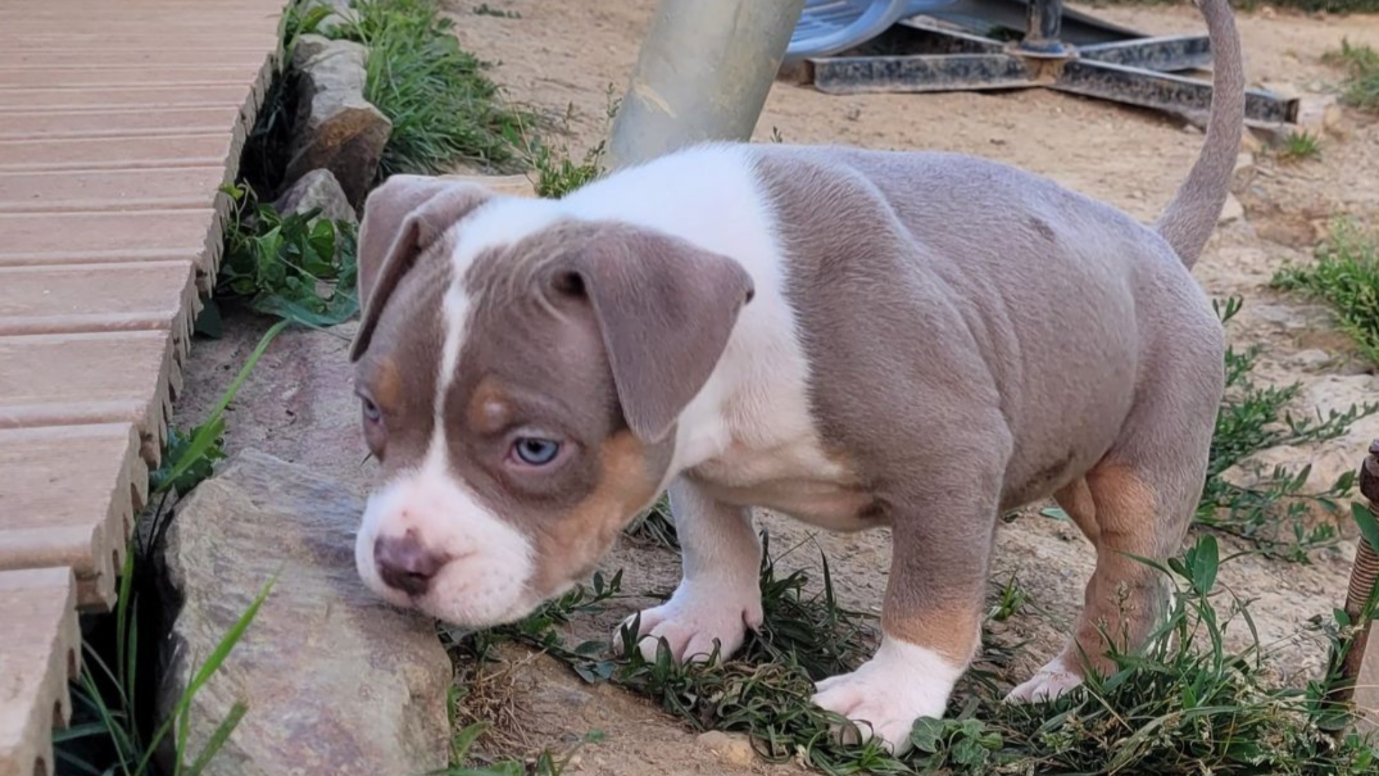 Chiot mâle bully xl trico trico lilac aux yeux bleus