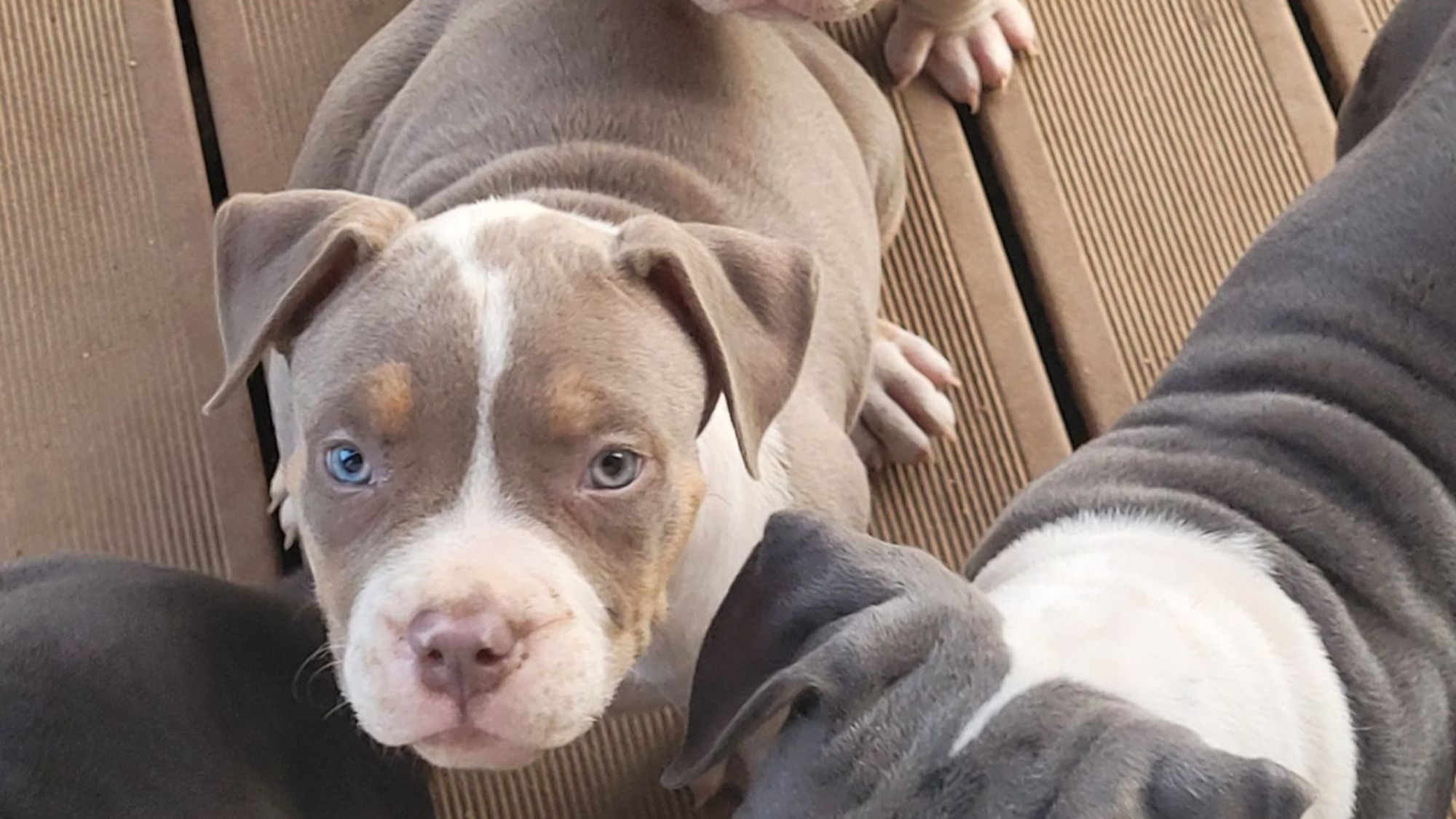 Chiot mâle bully xl trico trico lilac aux yeux bleus