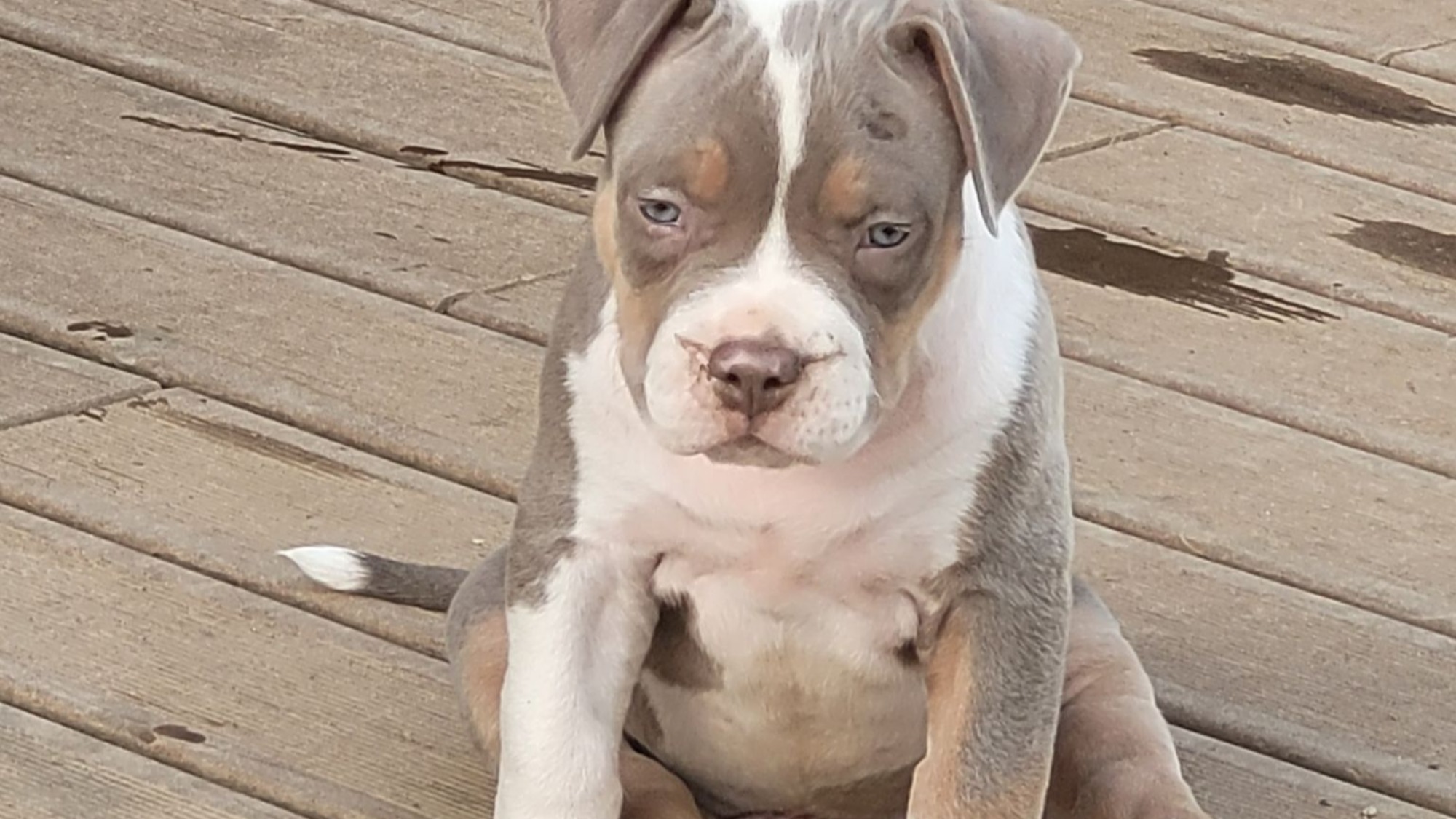 Chiot mâle bully xl trico trico lilac aux yeux bleus