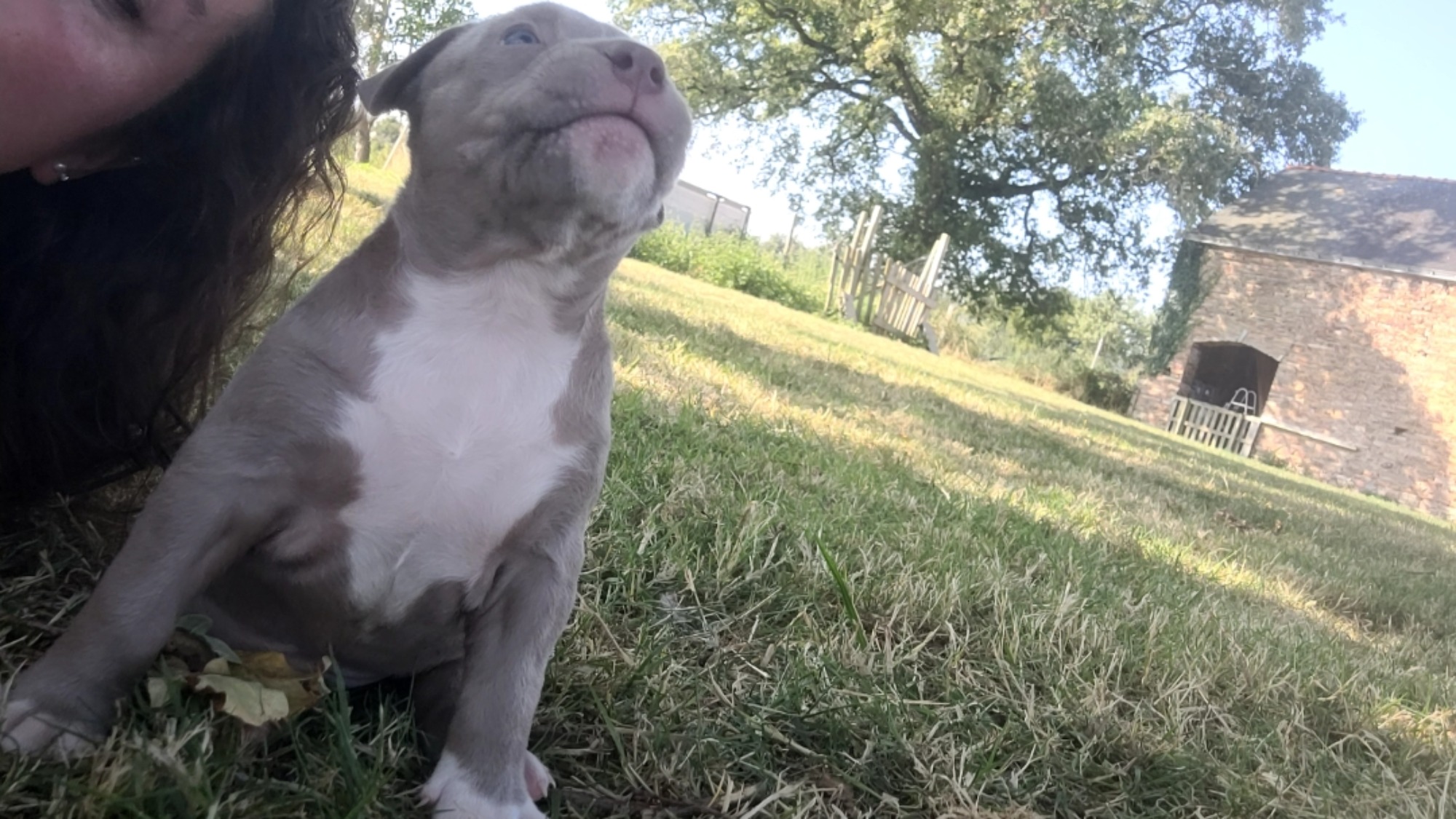 Chiot femelle bully xl lilac aux yeux bleus à vendre