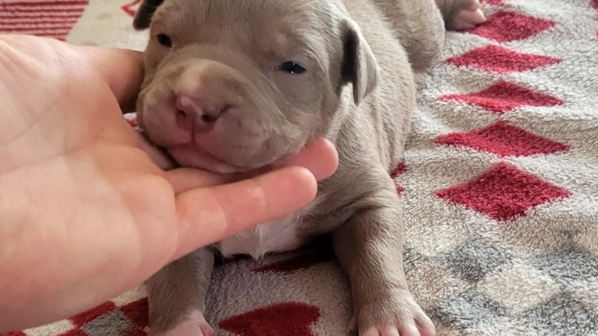 Chiot femelle bully xl lilac aux yeux bleus à vendre