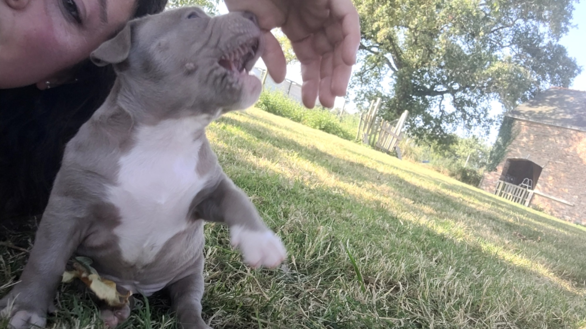 Chiot femelle bully xl lilac aux yeux bleus à vendre