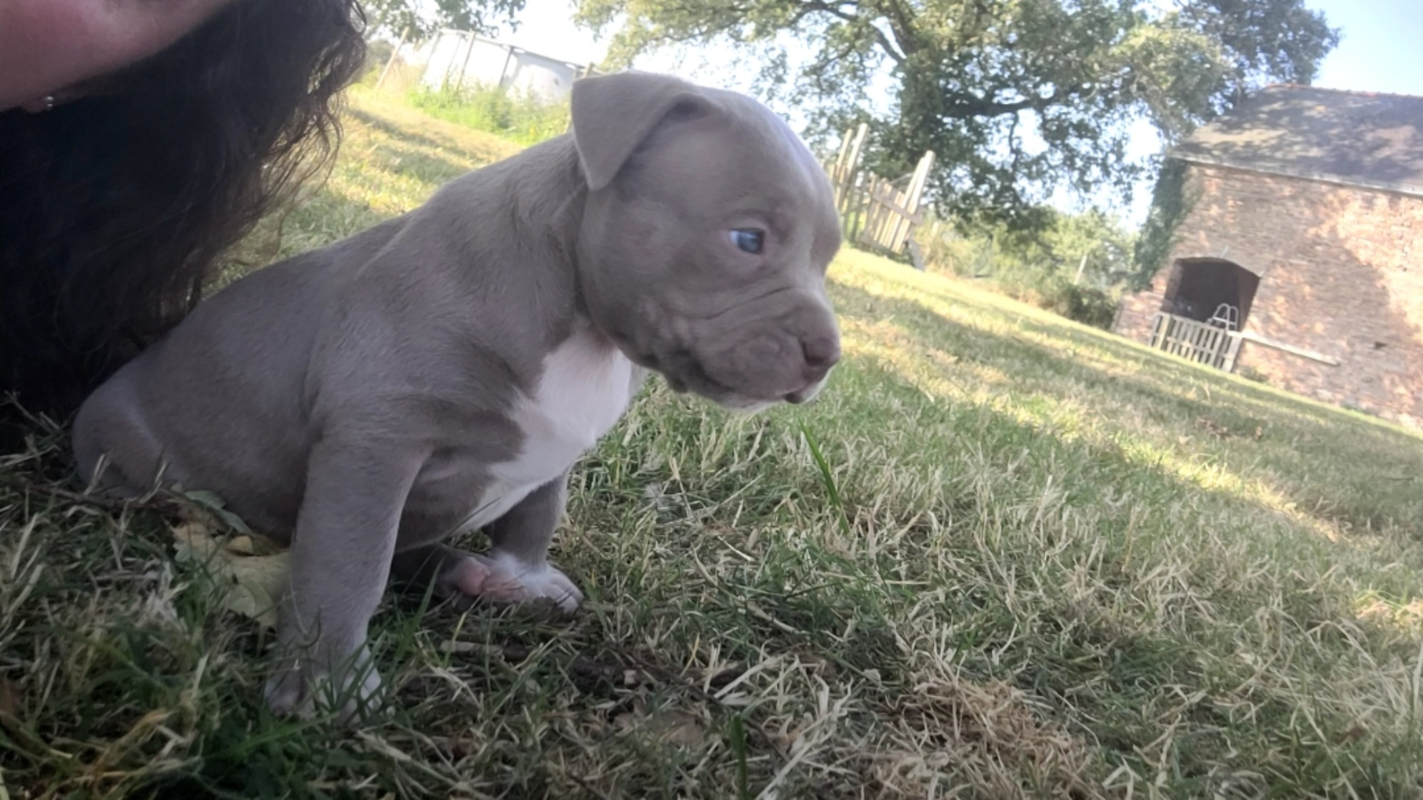 Chiot femelle bully xl lilac aux yeux bleus à vendre