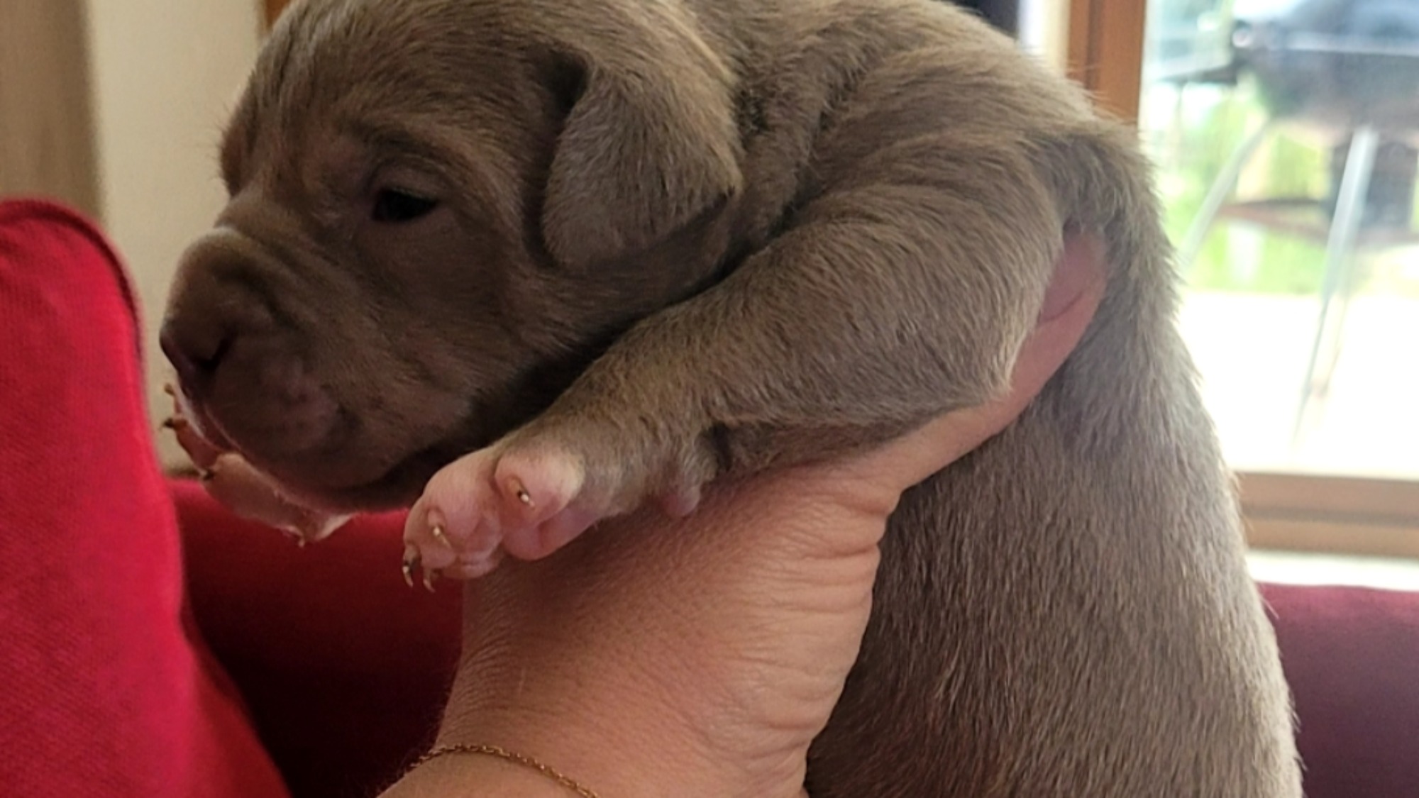 Chiot femelle bully xl lilac aux yeux bleus à vendre