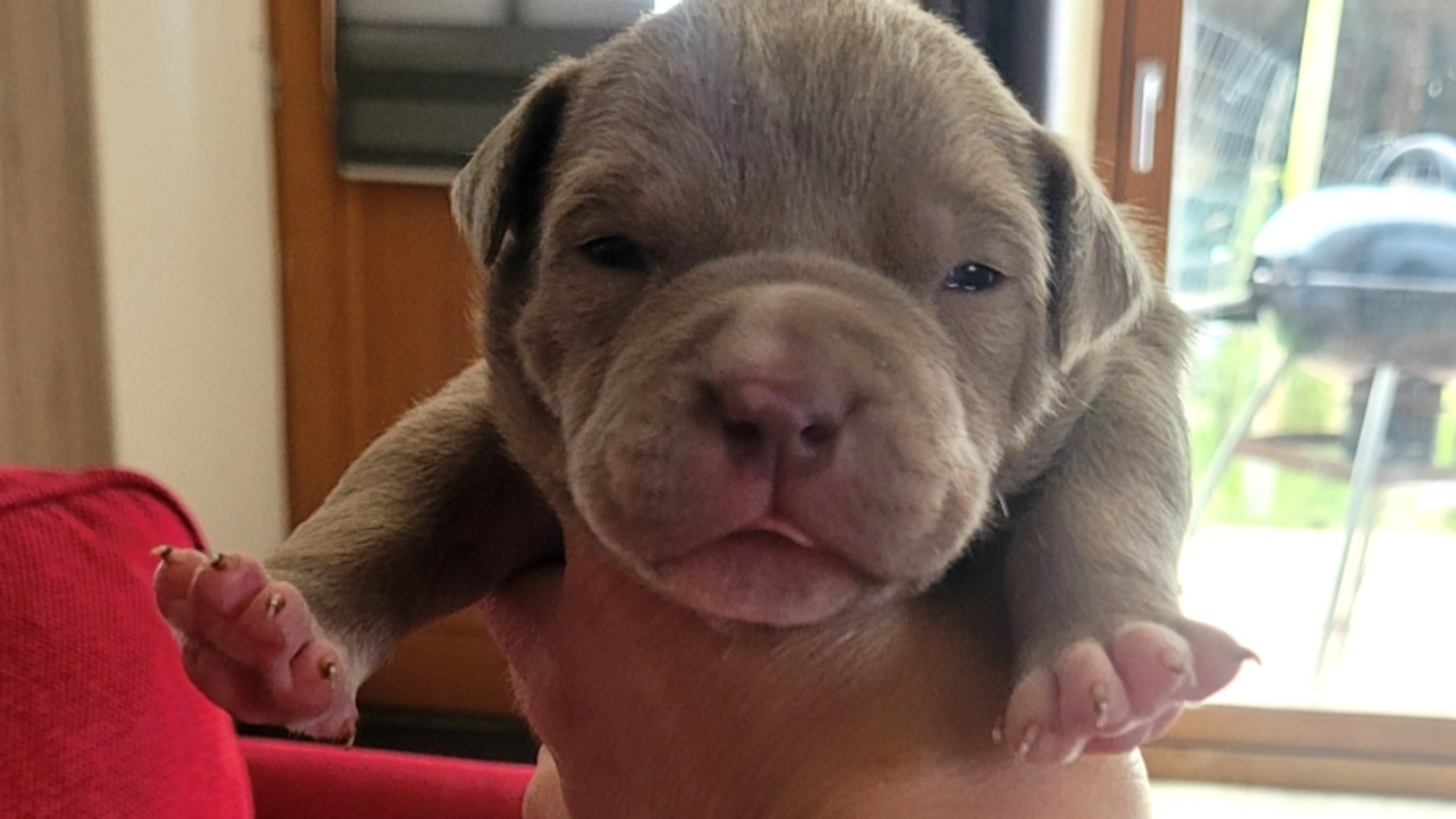 Chiot femelle bully xl lilac aux yeux bleus à vendre