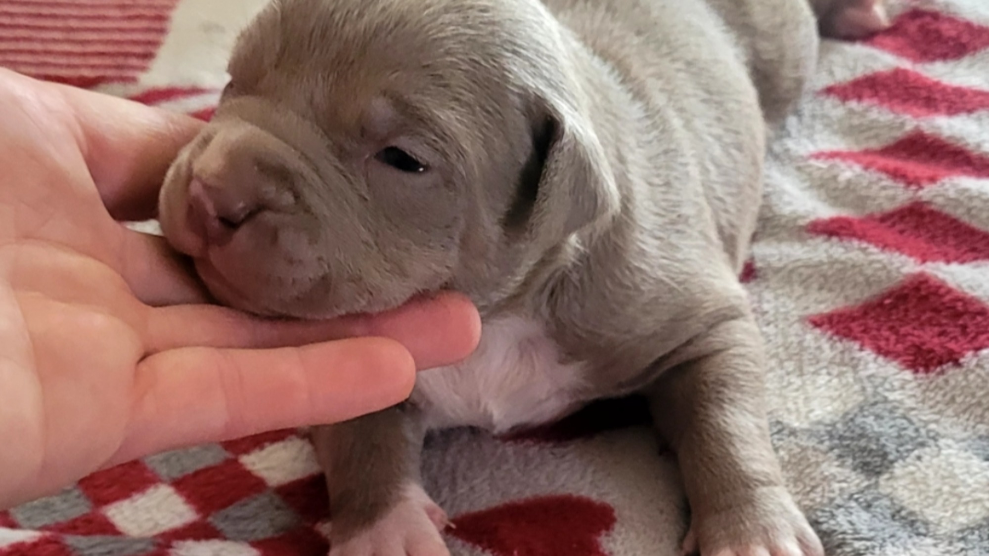 Chiot femelle bully xl lilac aux yeux bleus à vendre