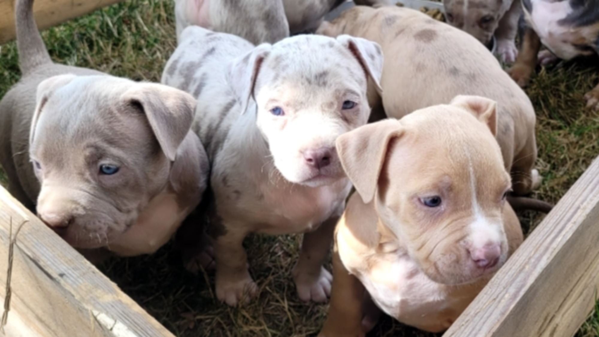 Chiot femelle bully xl merle lilac merle à vendre