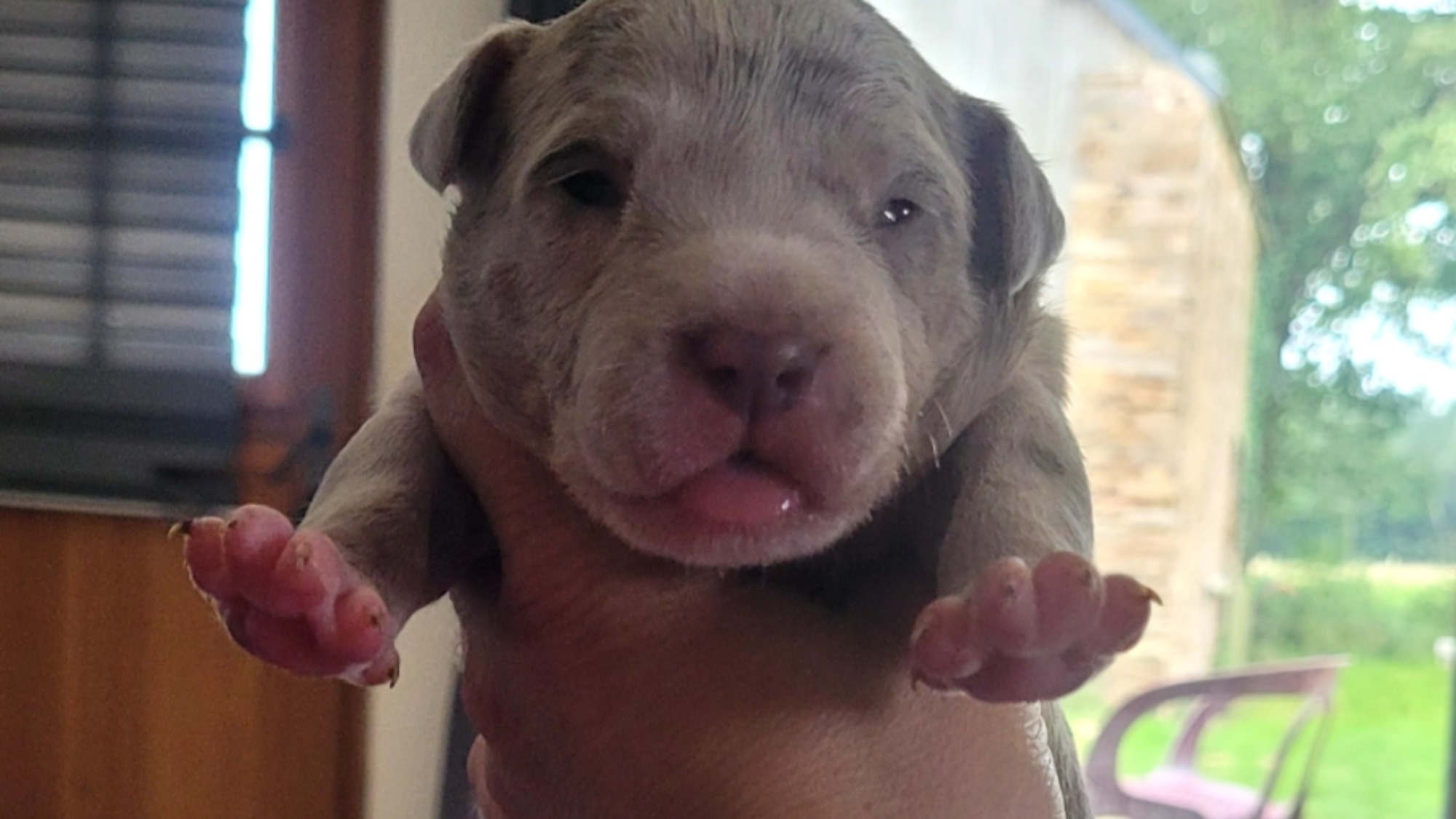 Chiot femelle bully xl merle lilac merle aux yeux bleus à vendre