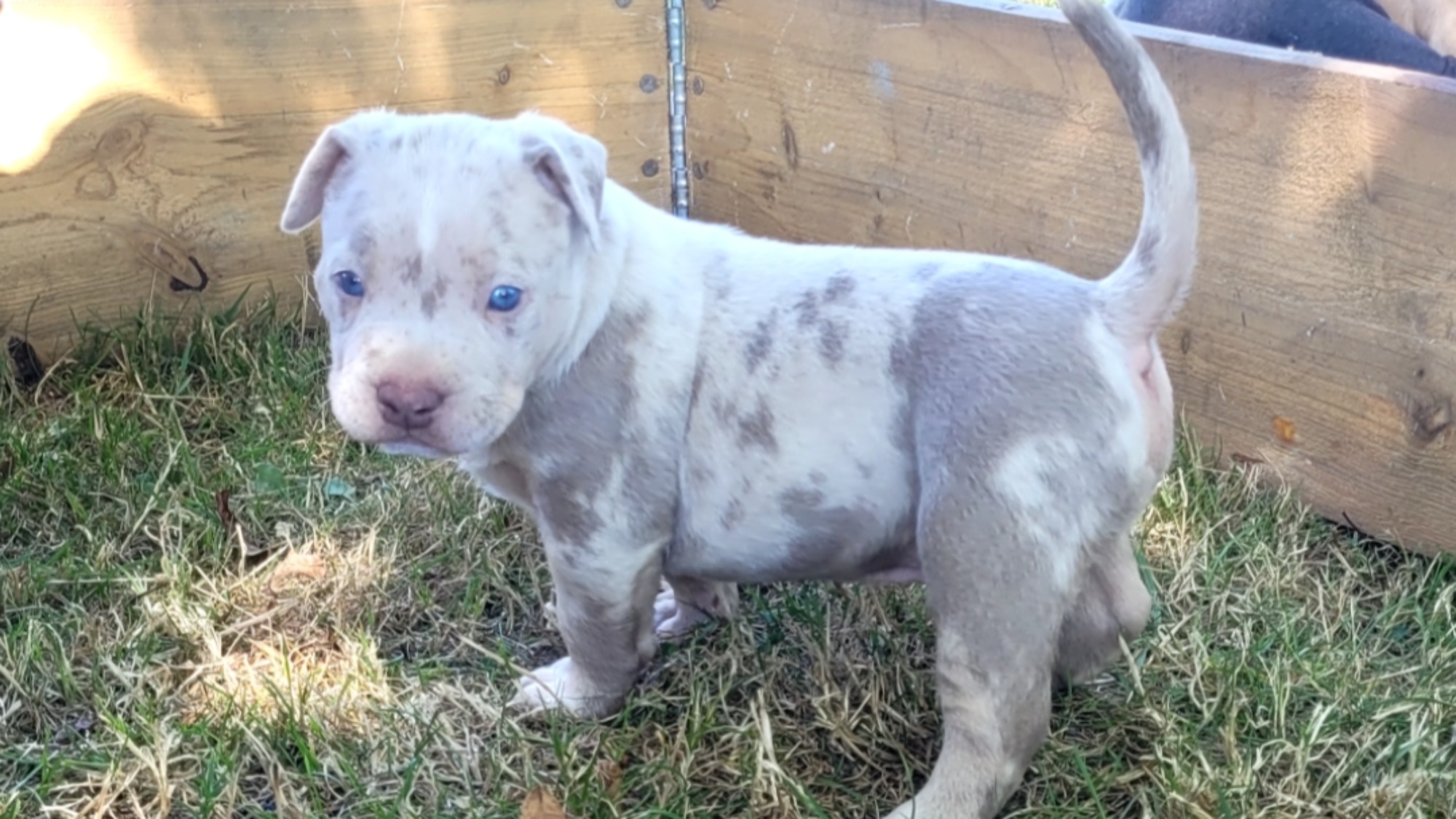 Chiot mâle bully xl merle lilac merle aux yeux bleus à vendre