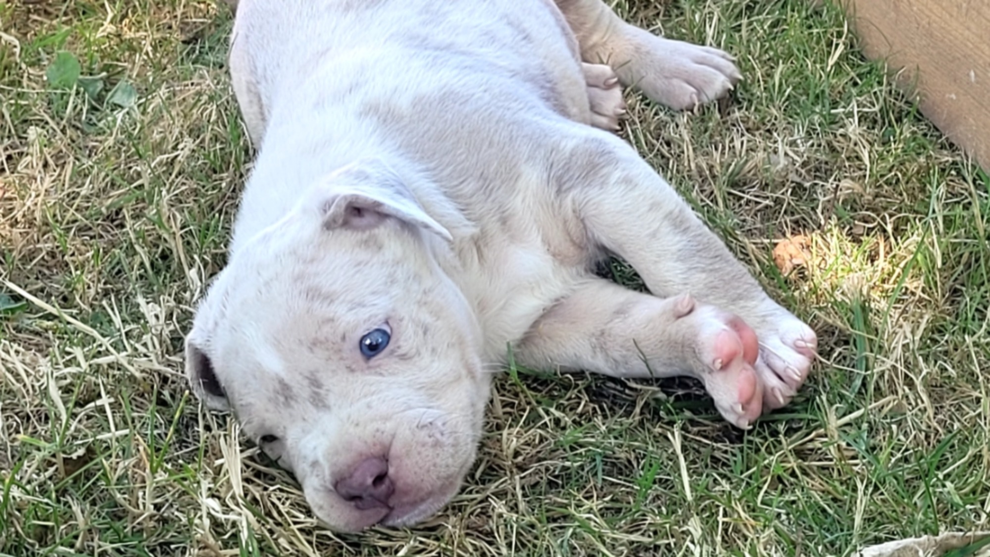 Chiot mâle bully xl merle lilac merle aux yeux bleus à vendre