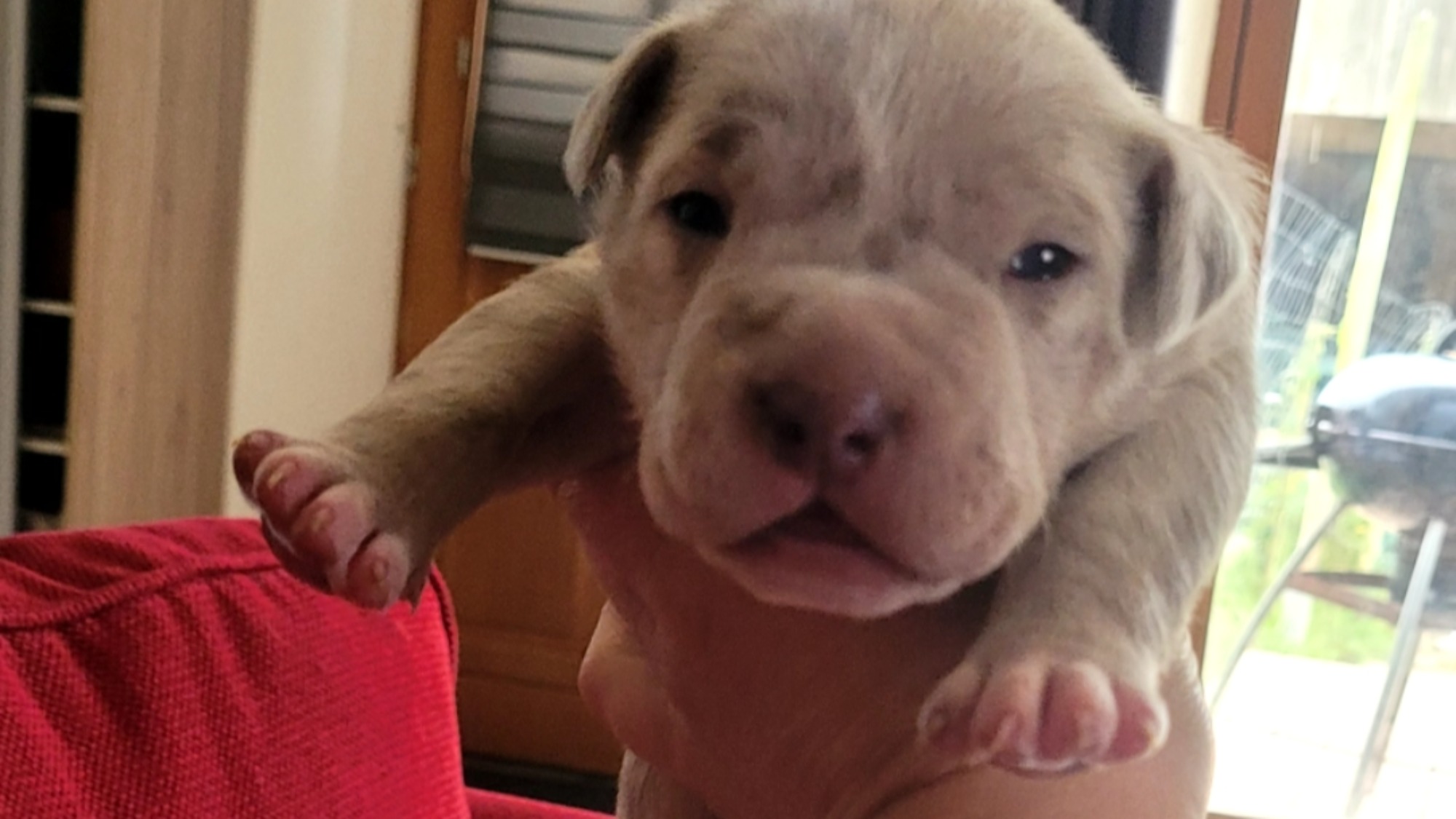 Chiot mâle bully xl merle lilac merle aux yeux bleus à vendre