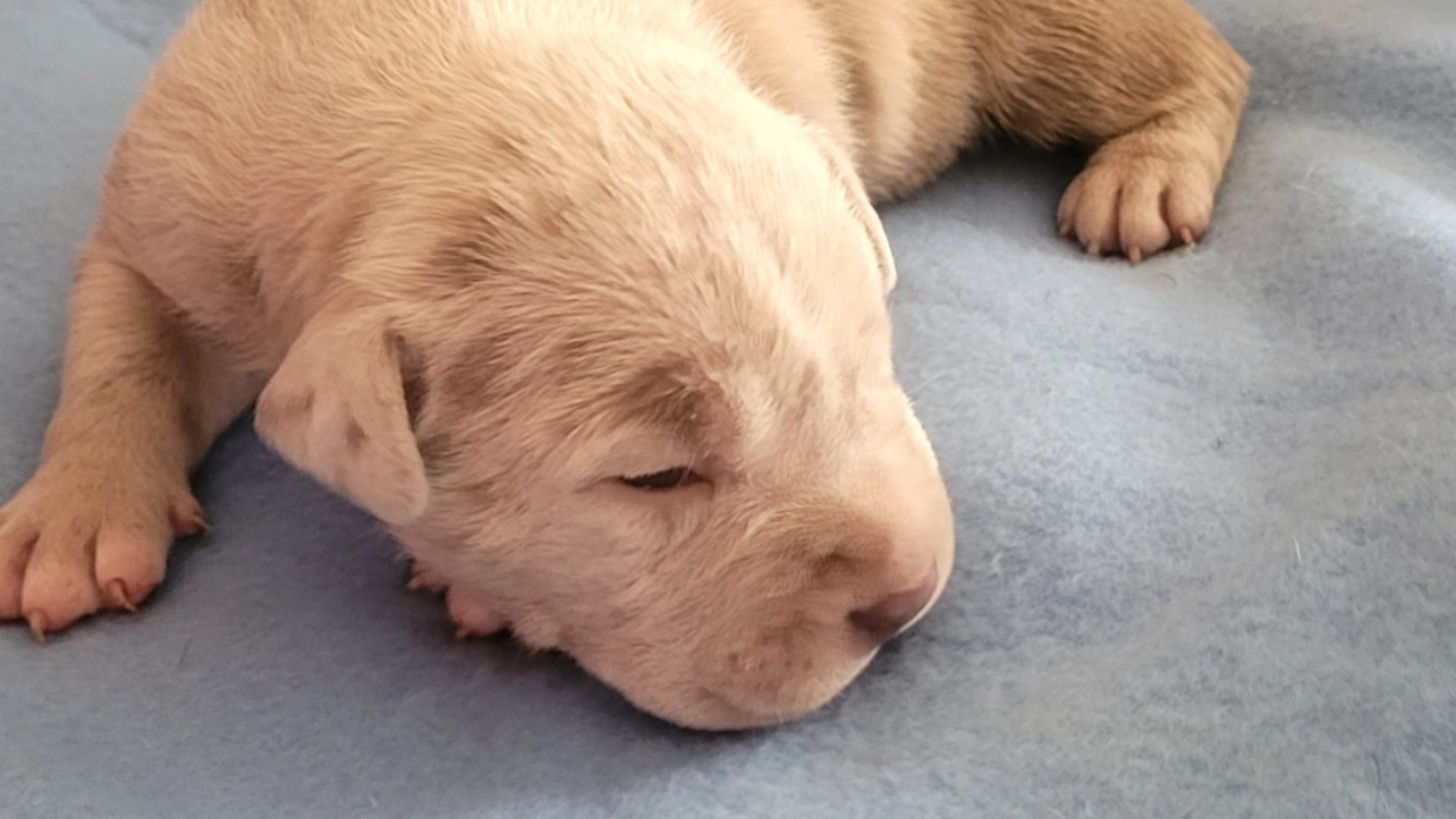 Chiot mâle bully xl merle lilac merle aux yeux bleus à vendre