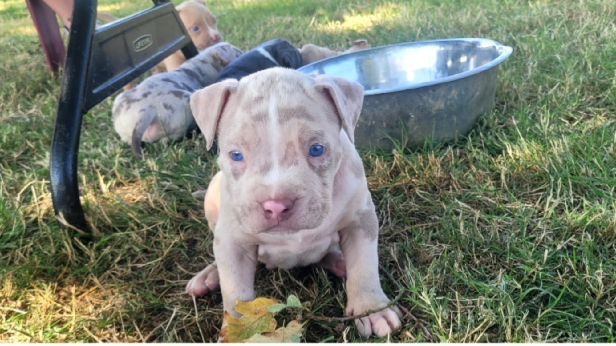 Chiot mâle bully xl merle lilac merle tri ghost aux yeux bleus à vendre