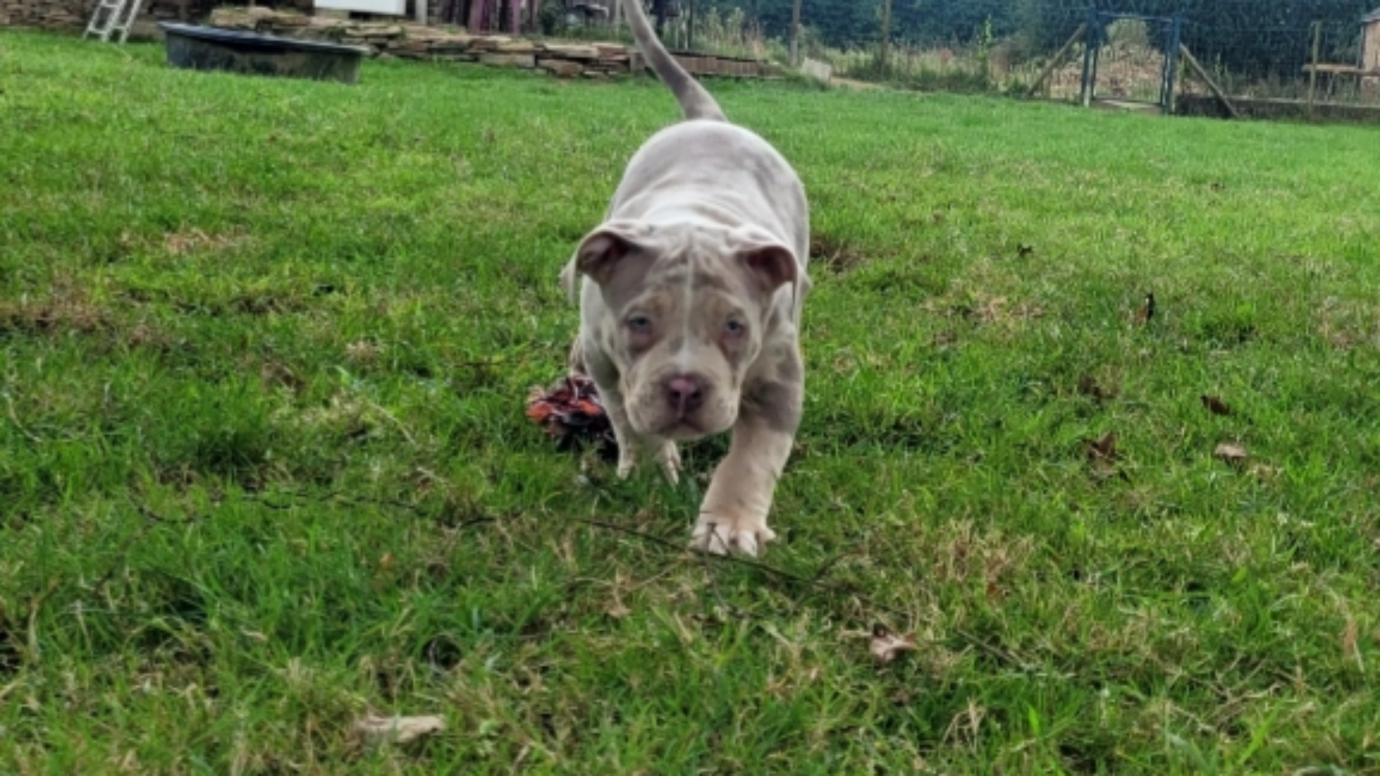 Chiot mâle bully xl merle lilac merle tri ghost aux yeux bleus à vendre